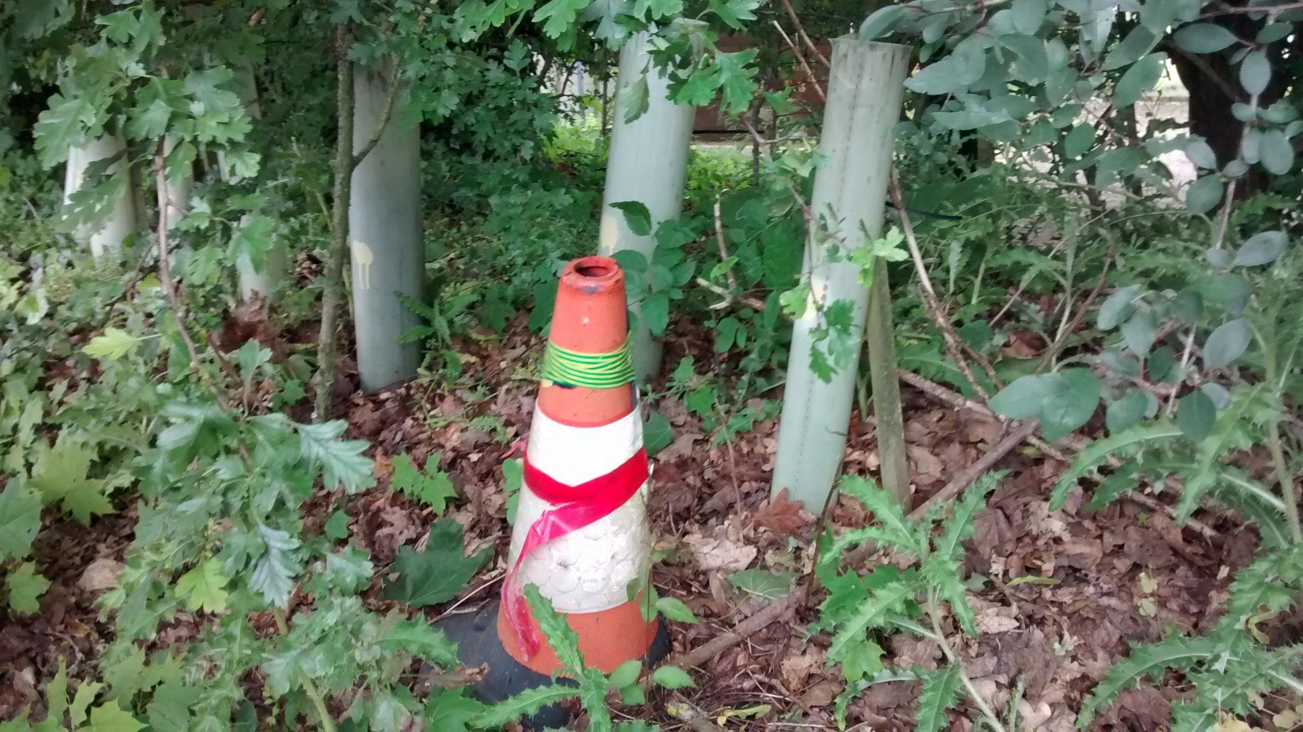 Road traffic cone in shruberry