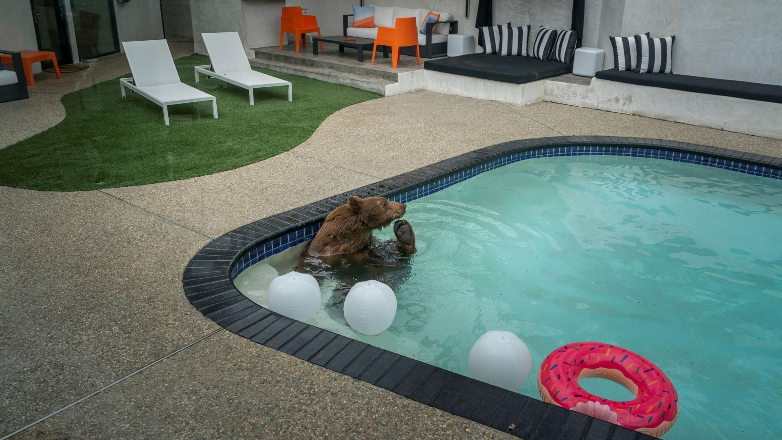 A bear in a pool. There are pool floats beside it. And around the pool there are chairs and sun loungers.