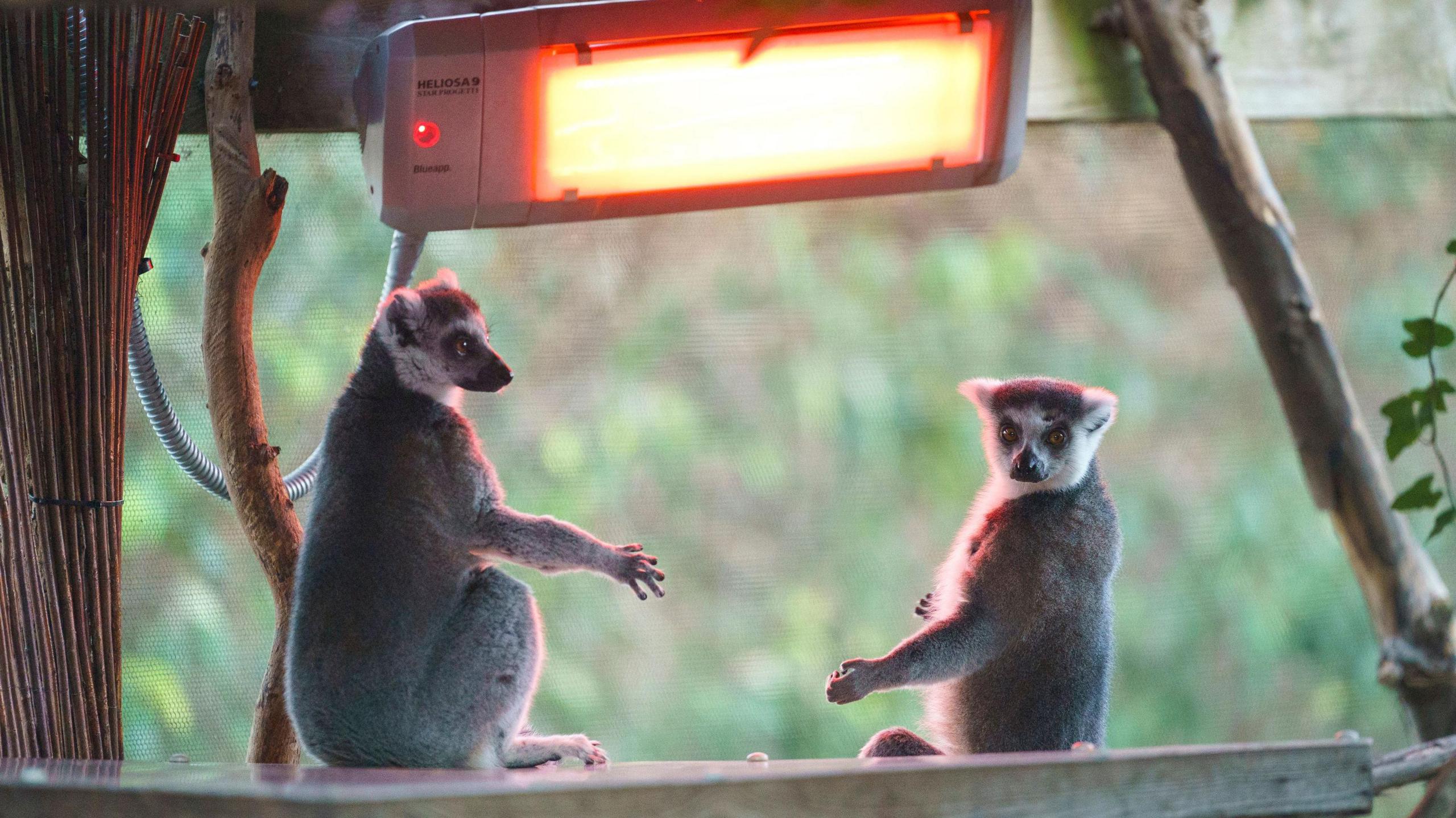 Lemurs keeping warm under a heat lamps at London Zoo