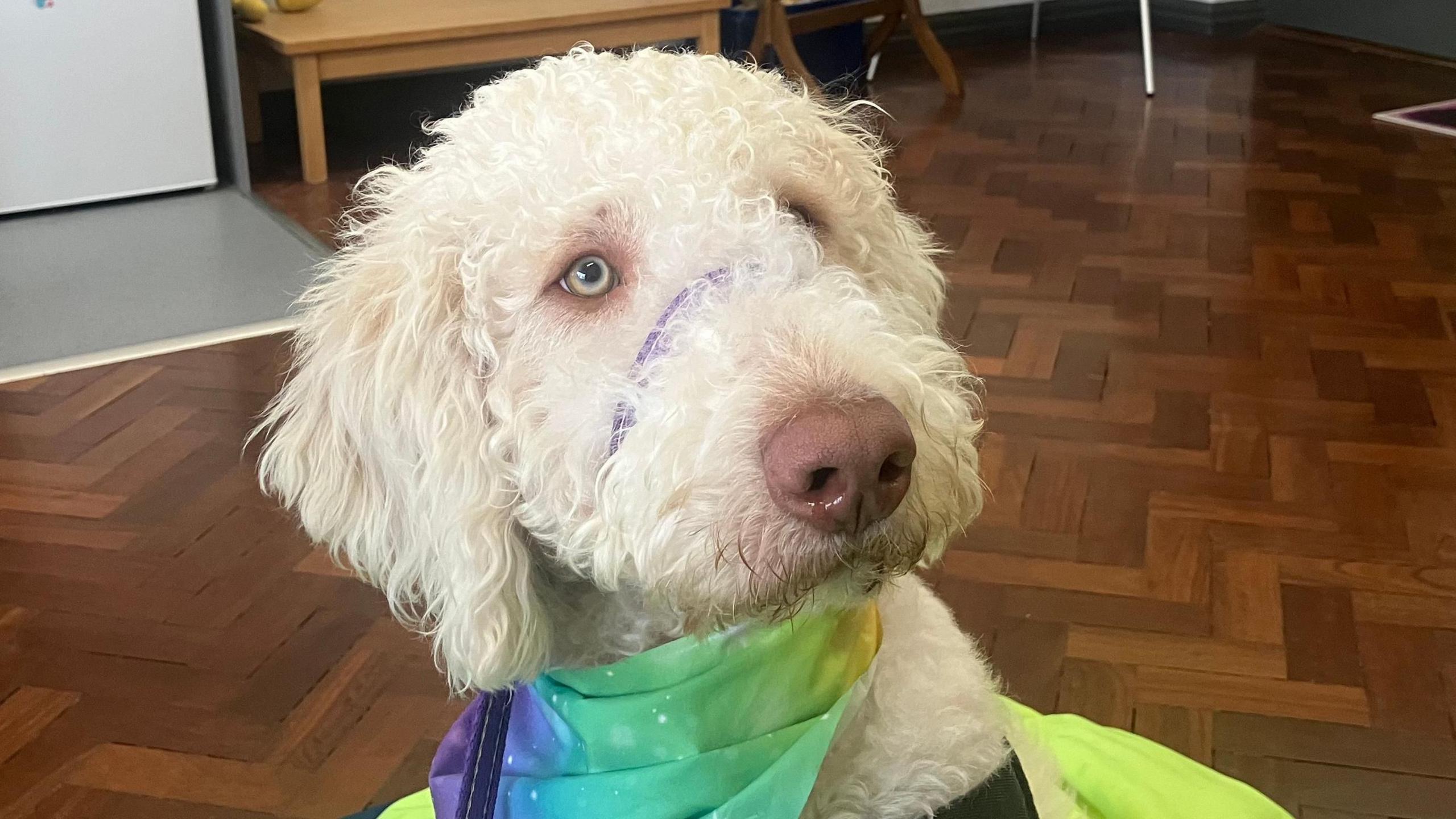 A white labradoodle with a purple harness around the nose. The dog also has a green and purple bandanna around the neck.