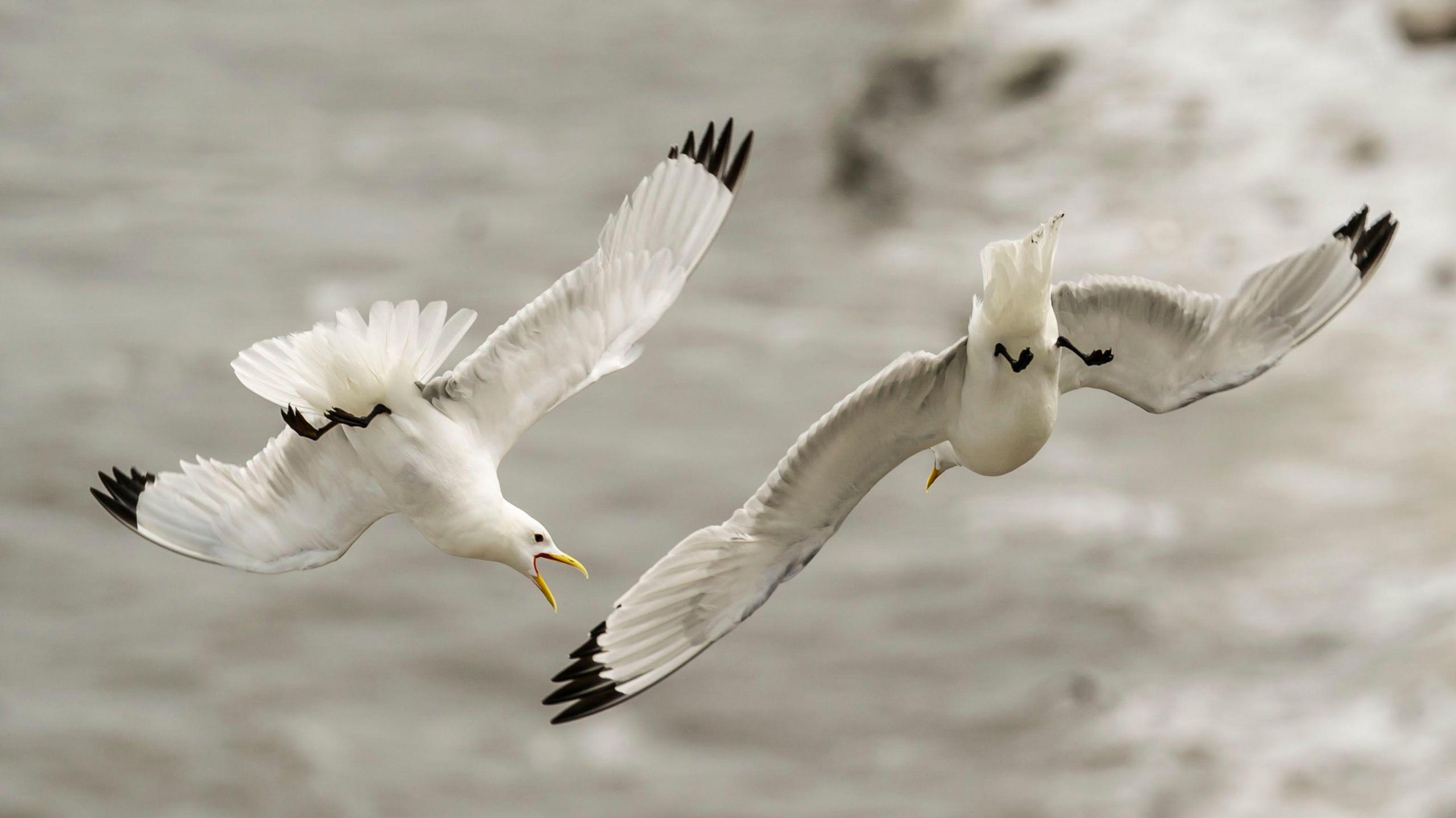 Two seagulls flying through the air a snapshot of their movements. They are both white and black, one on the left has its yellow beak open reaching out to bite the other seagulls wing.