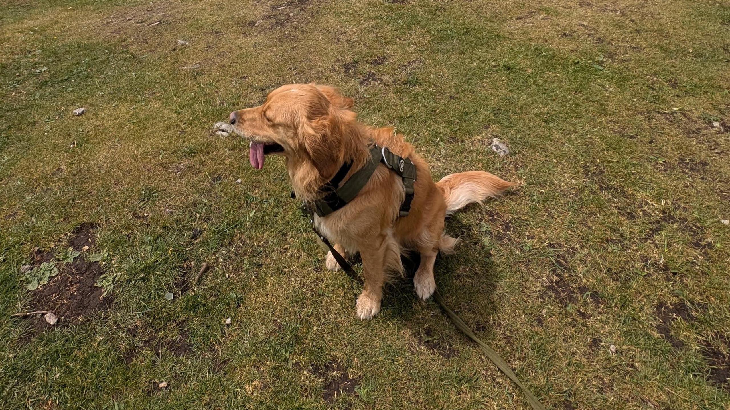 A golden retriever on the moors