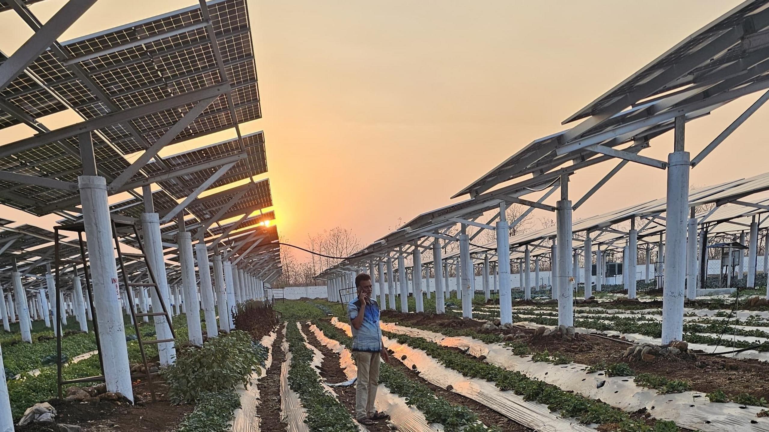Rows of solar panels supported by 12-feet high pillars stand in a field. In the foreground a man speaks on his phone. Rows of plants grow close to the ground beneath the solar panels.