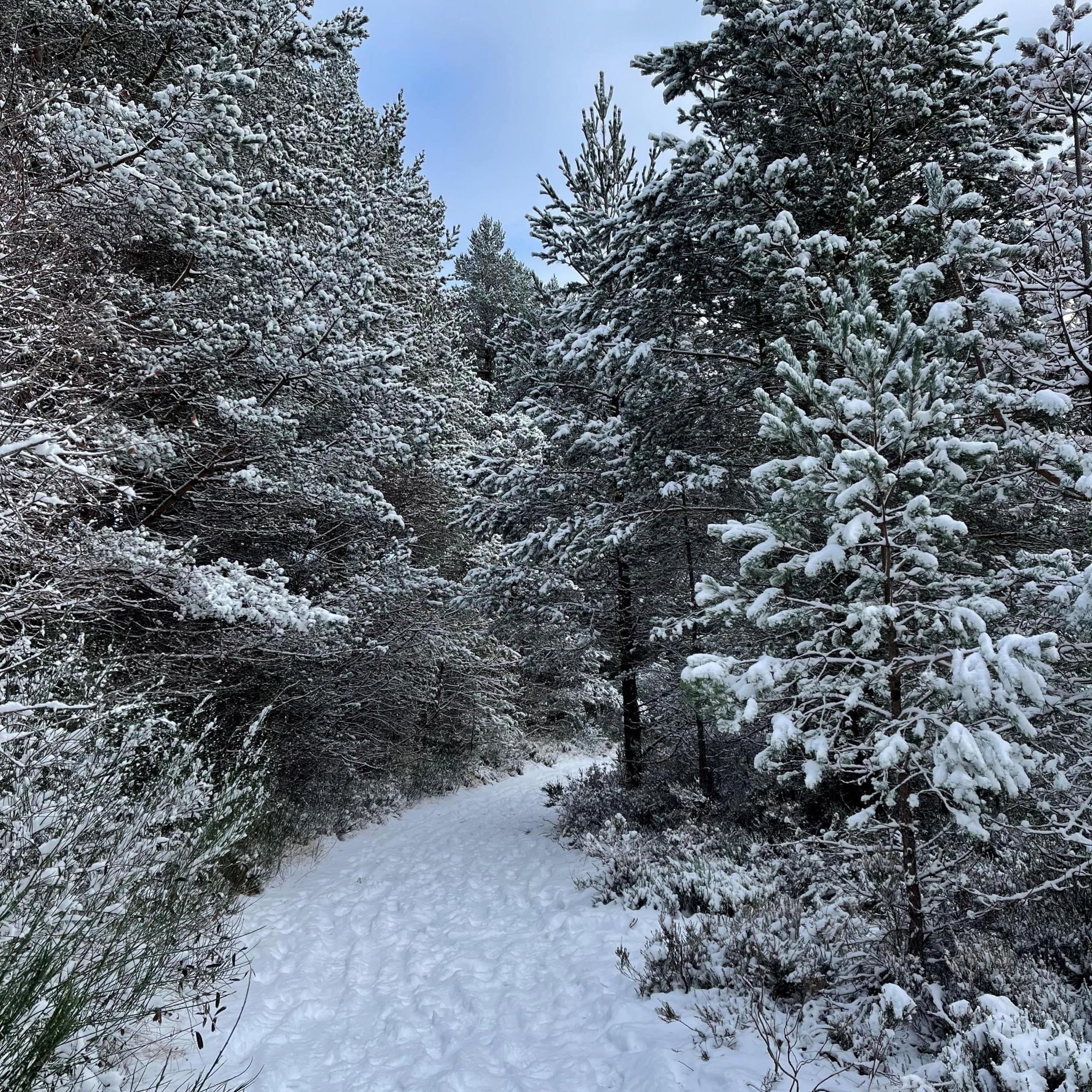 A snow covered path winding round a bend to the right. Either side of path is covered in green fir trees with snow on the branches. The sky above it is blue with a small amount of white cloud.