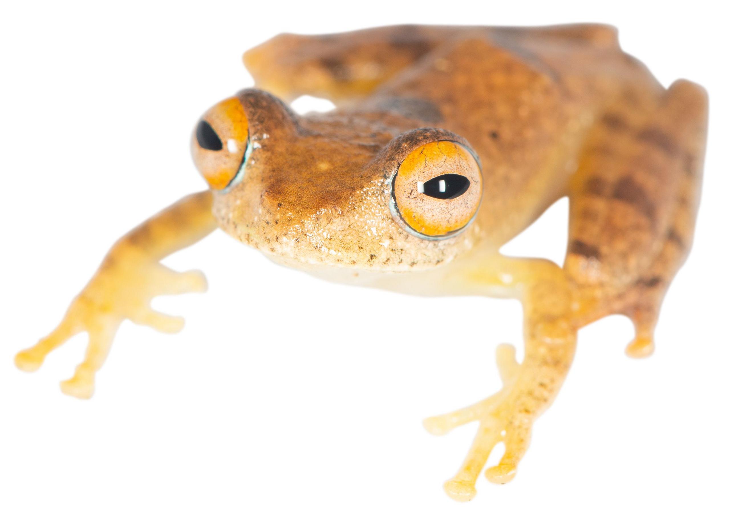 tree frog genus Boophis.