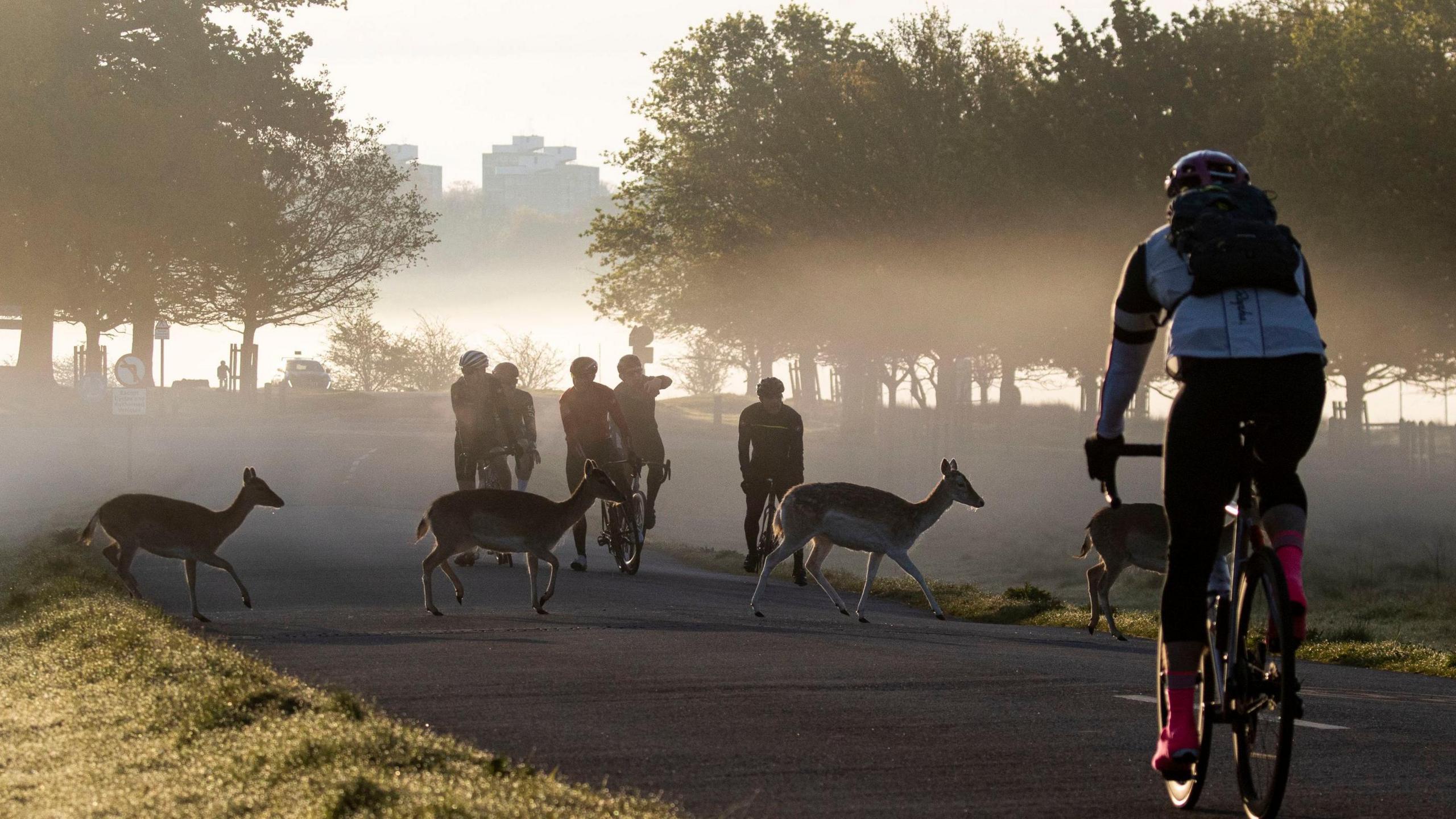 Some deer cross in front of cyclists in Richmond Park 