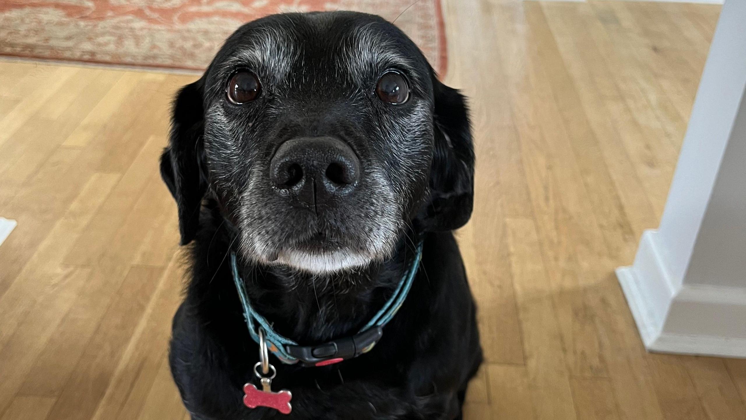 Lola the 12-year-old labrador-spaniel dog poses for the camera at her home.