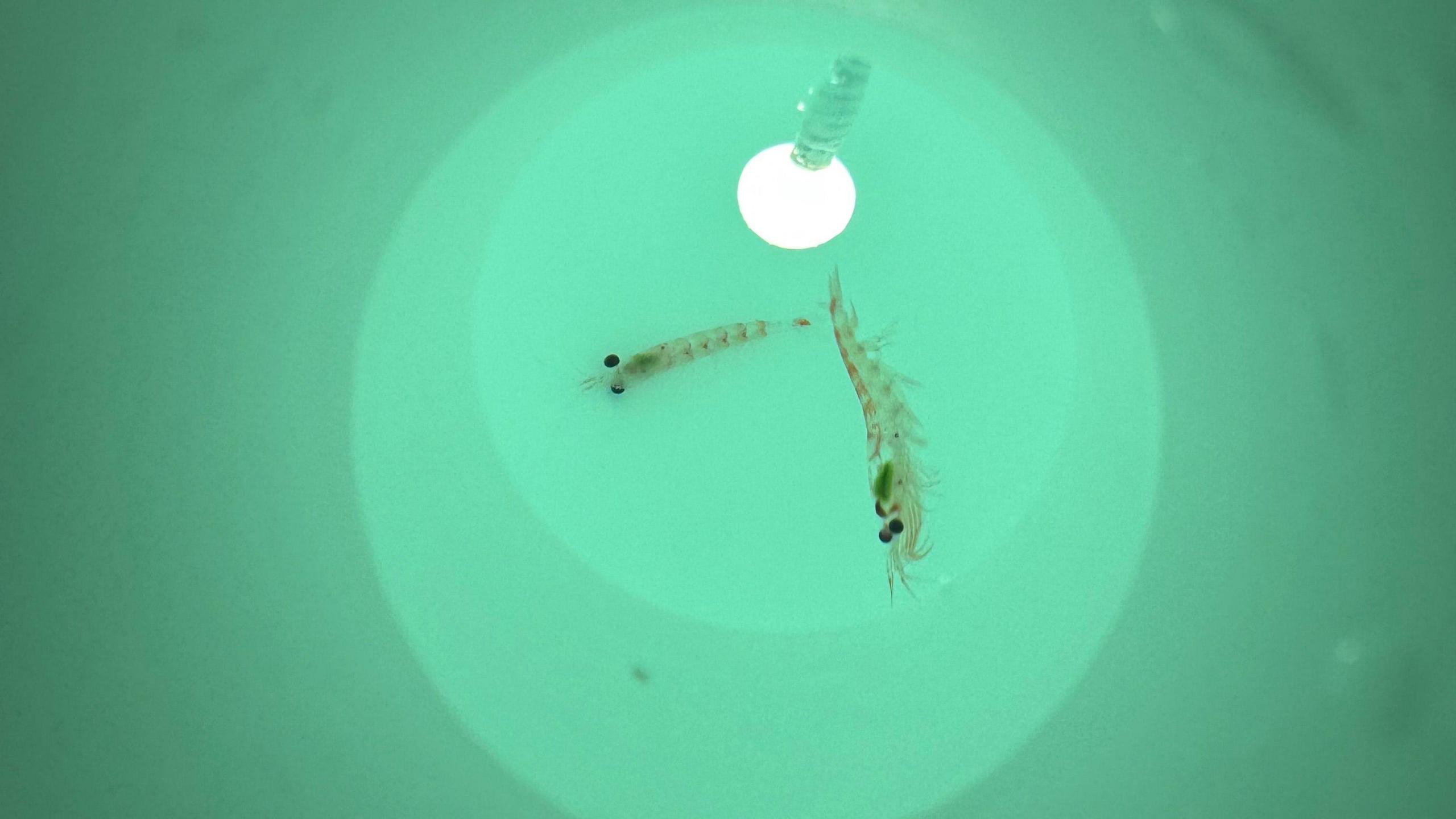 Antarctic krill in a container on board a research vessel. The image shows two small krill swimming in turquoise water. A light is being shone down on the creatures, which are just a few centimetres long.  