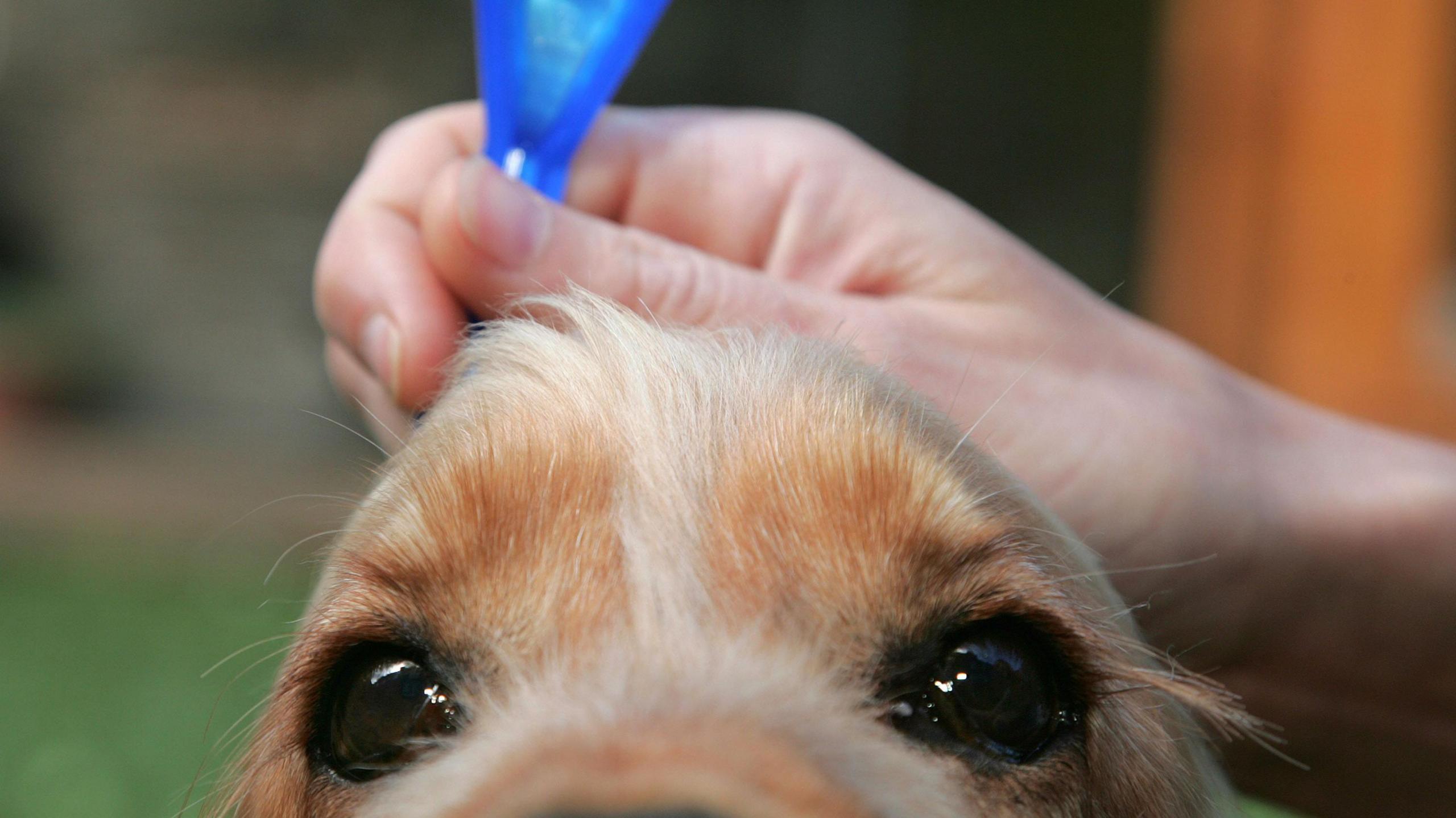Perchennog yn trin ei chi a meddiginaeth chwain