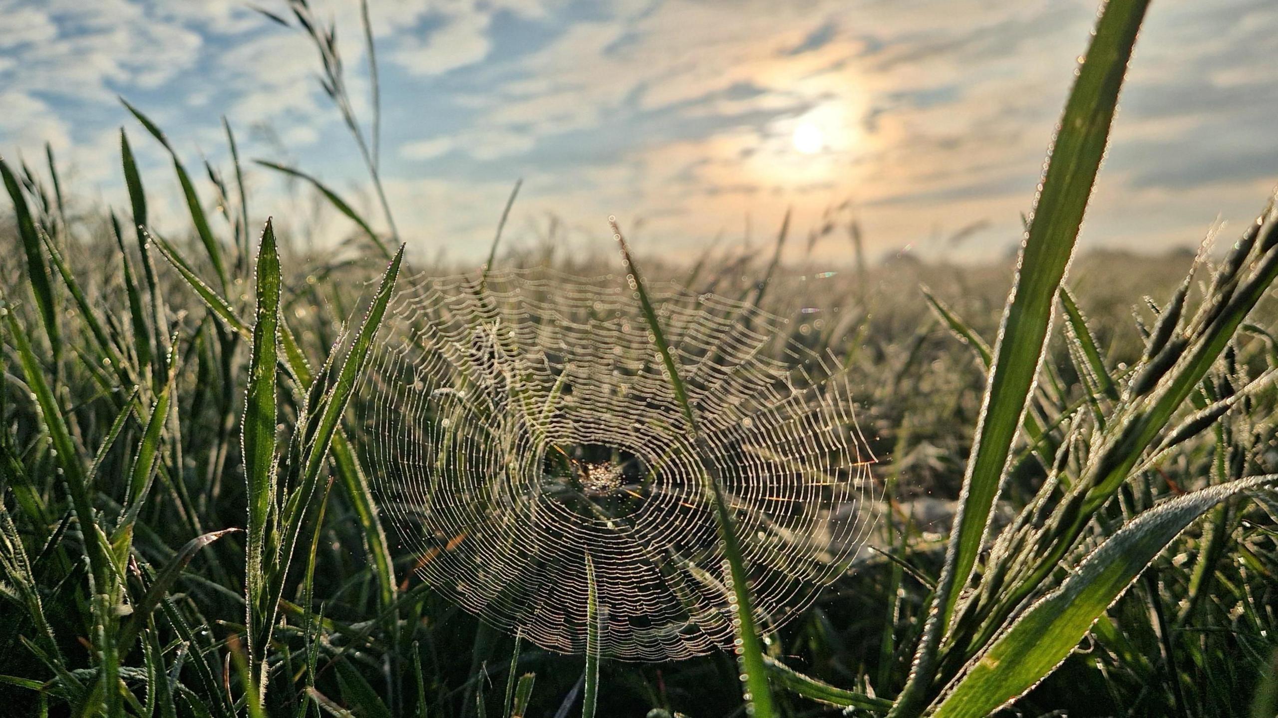 A close-up of a cobwebs surrounded by blades of grass with a sky full of patchy clouds