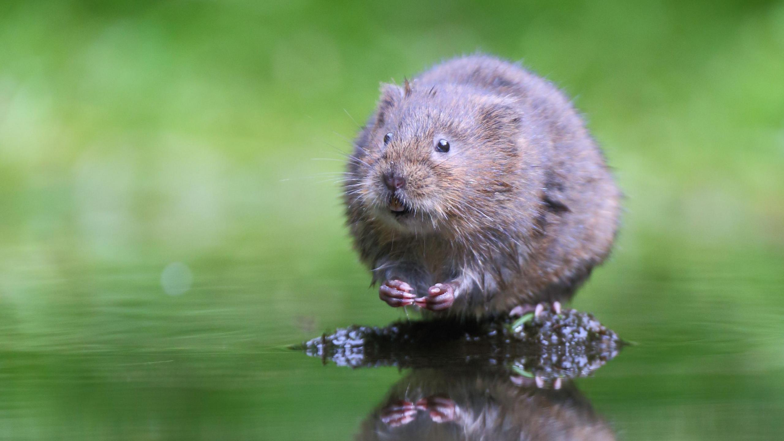 A water vole