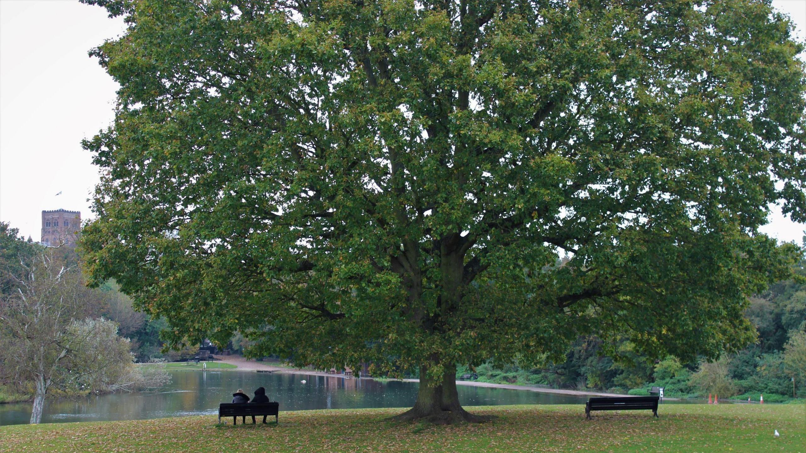 Photo of Verulamium Park with a large tree and two people sat under it