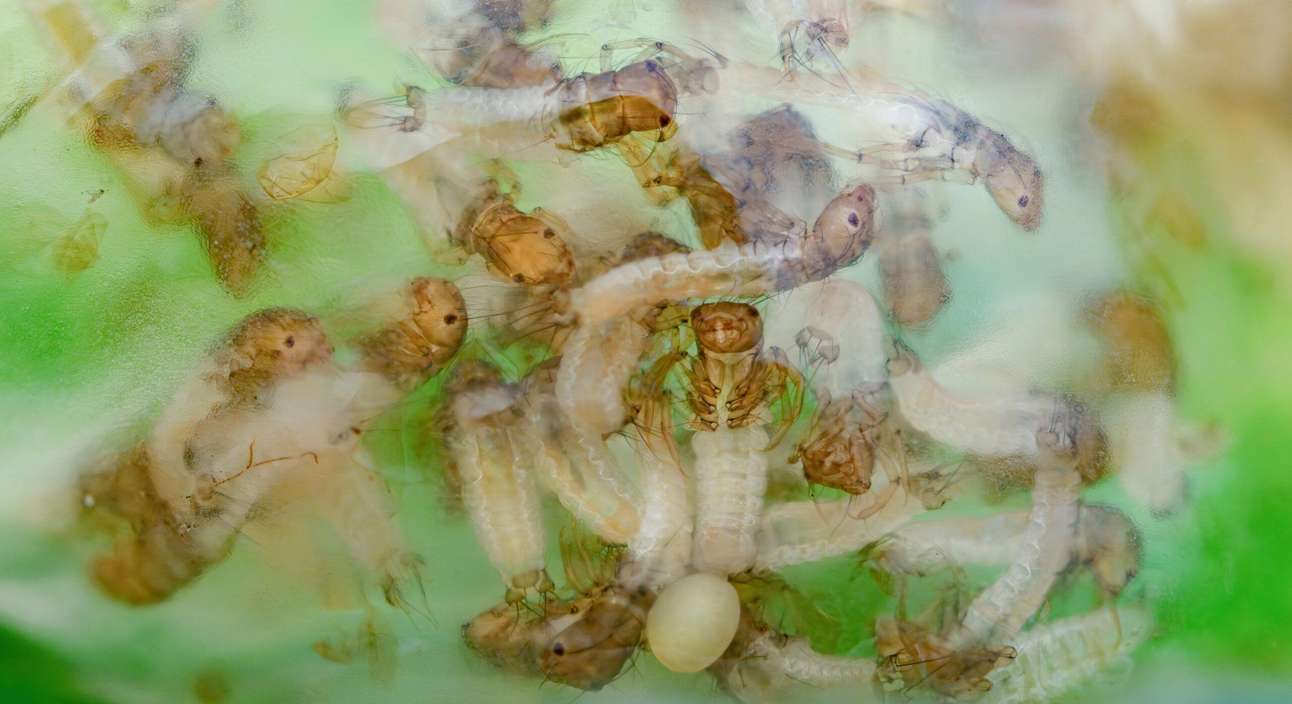 Caddisfly larvae 