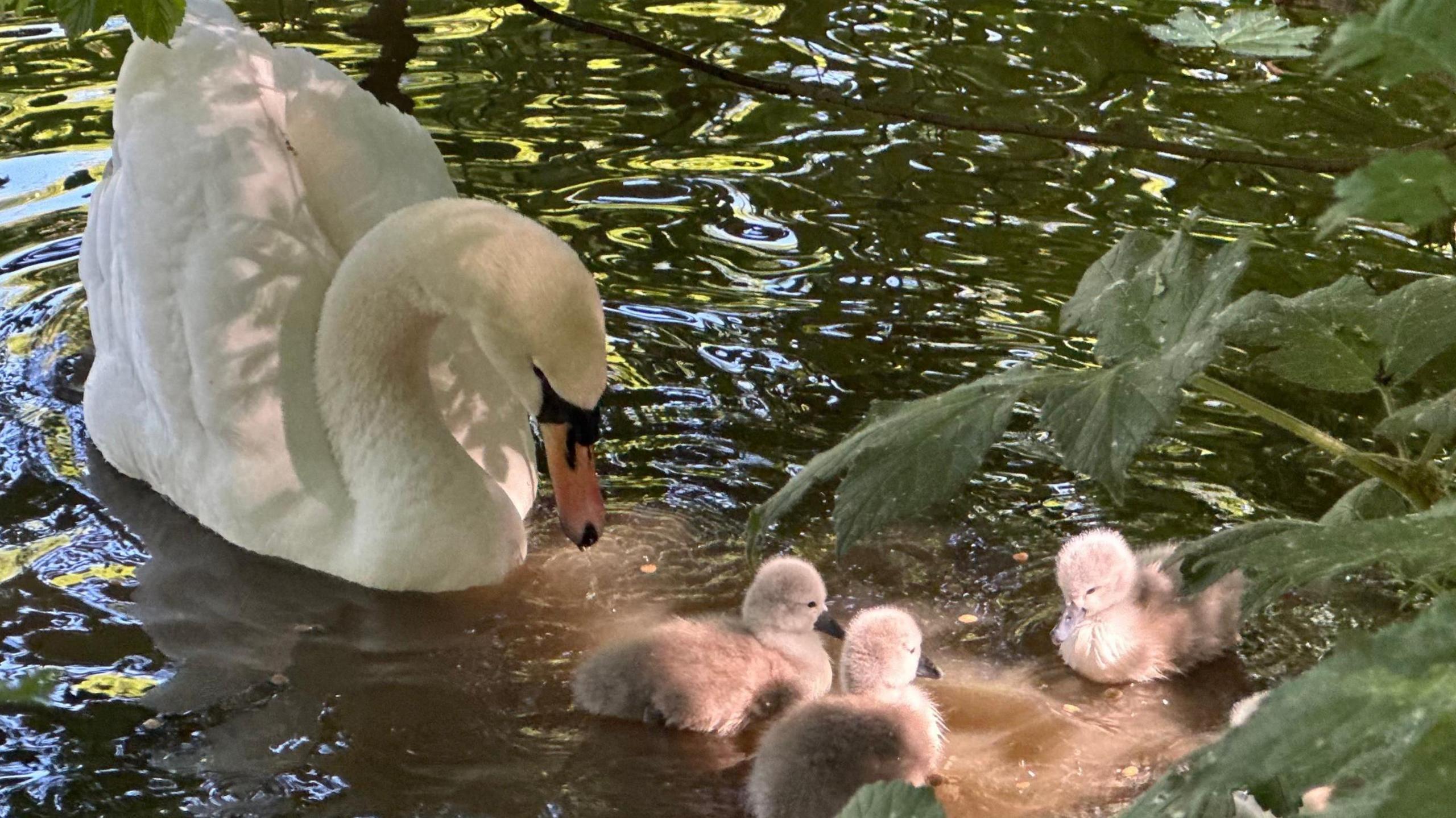 An adult swan overlooks three small cygnets who are all afloat on a pond. Leaves can just be seen on the edge of the image