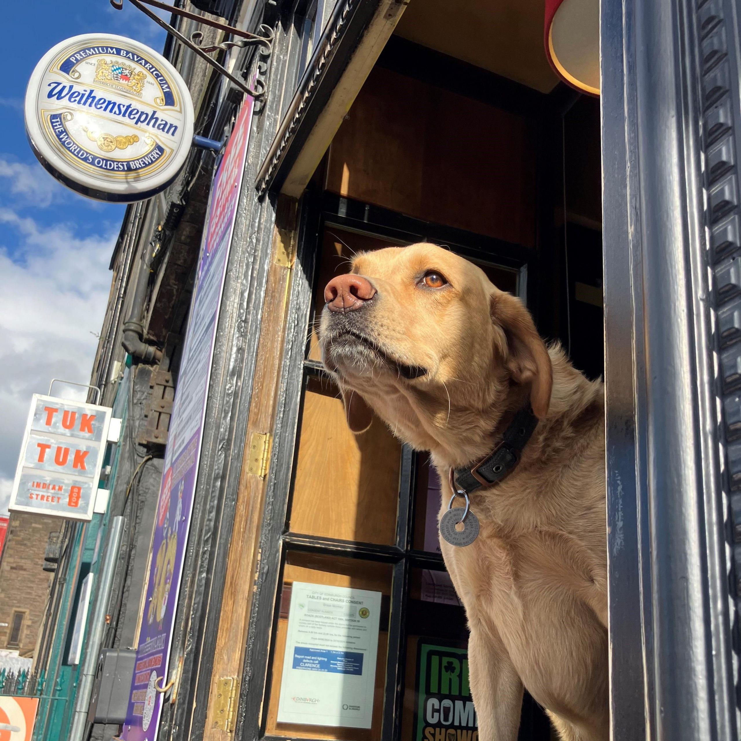 A dog at a pub on Drummond Street