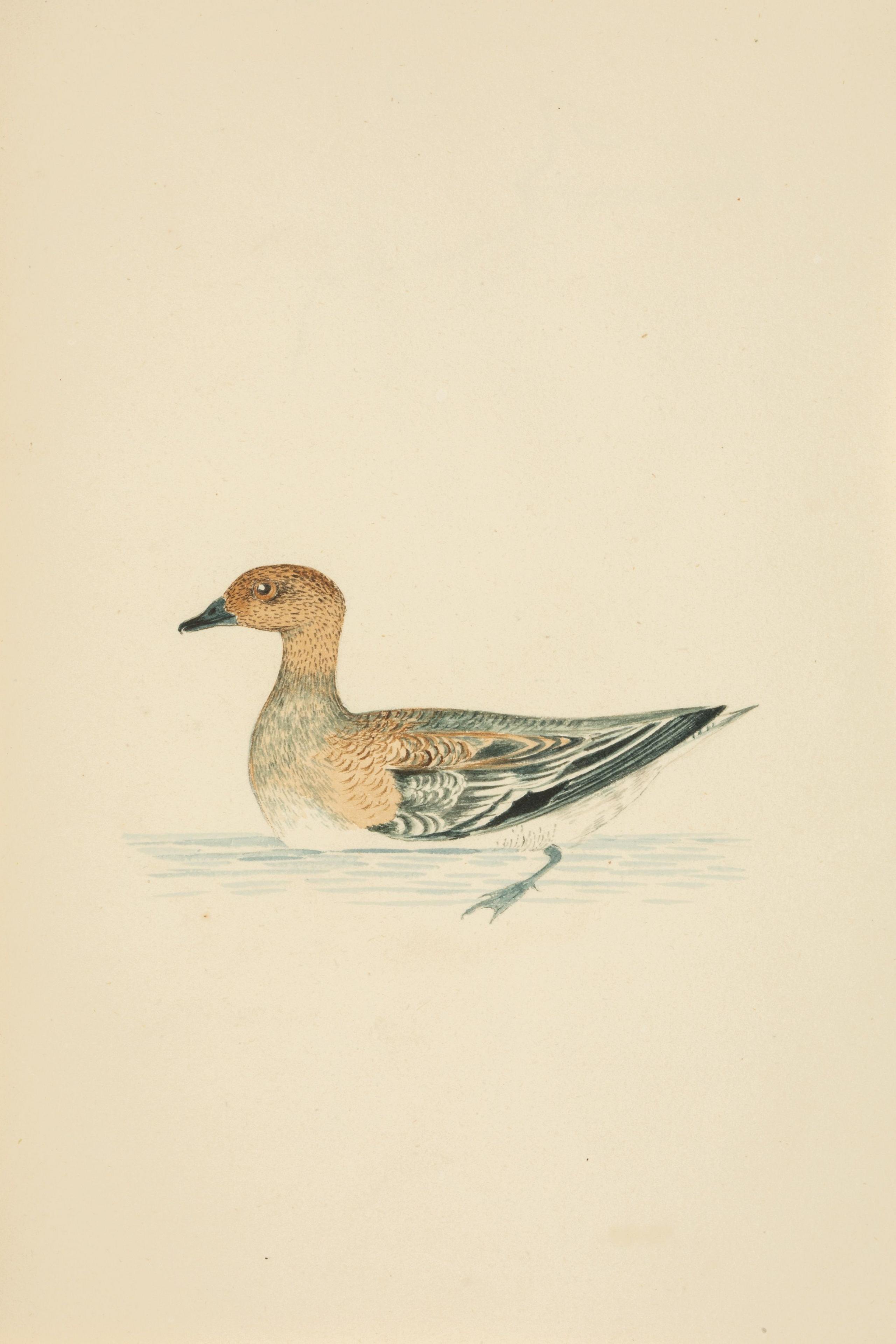 A watercolor painting of a duck in water.