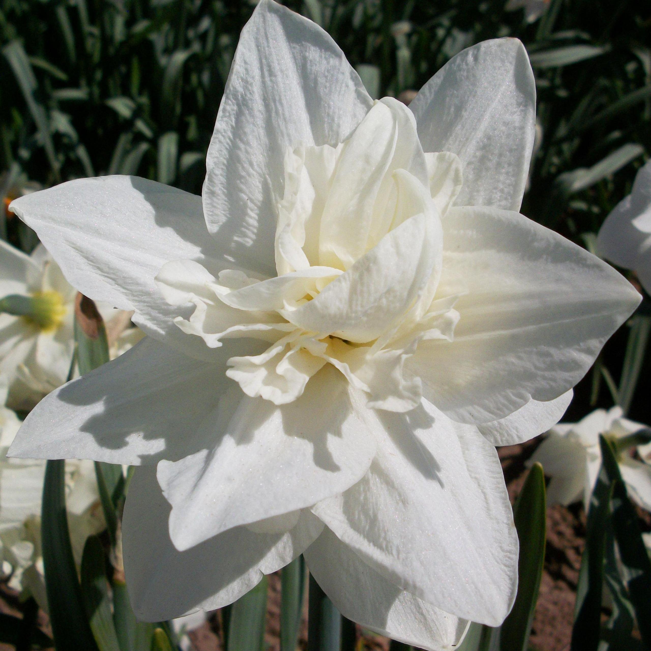 The picture shows a daffodil with a very large white flower set against green stems.