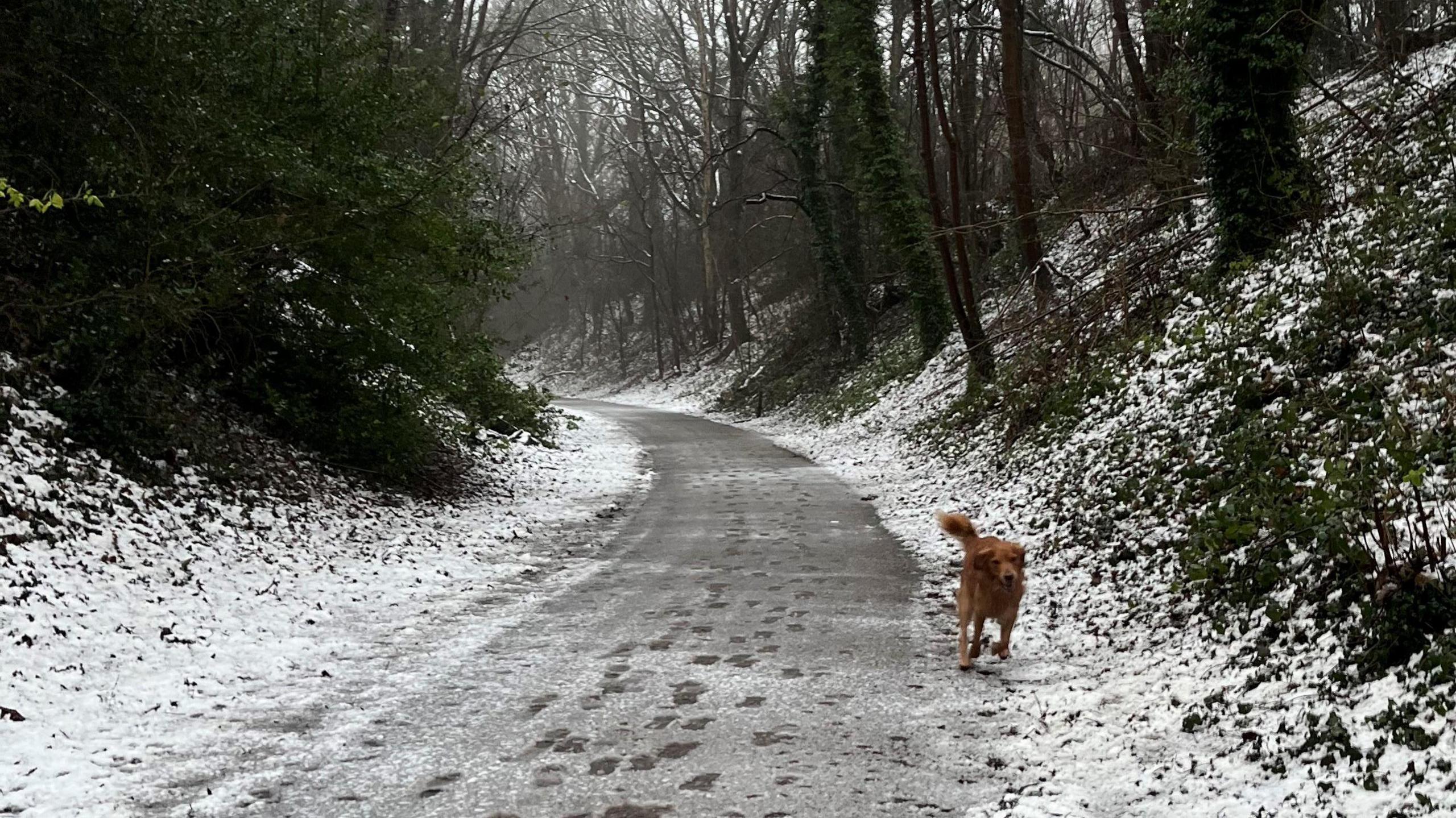 A dog running in the snow, he is a brown in colour, is on a snow path, with greenery either side. 