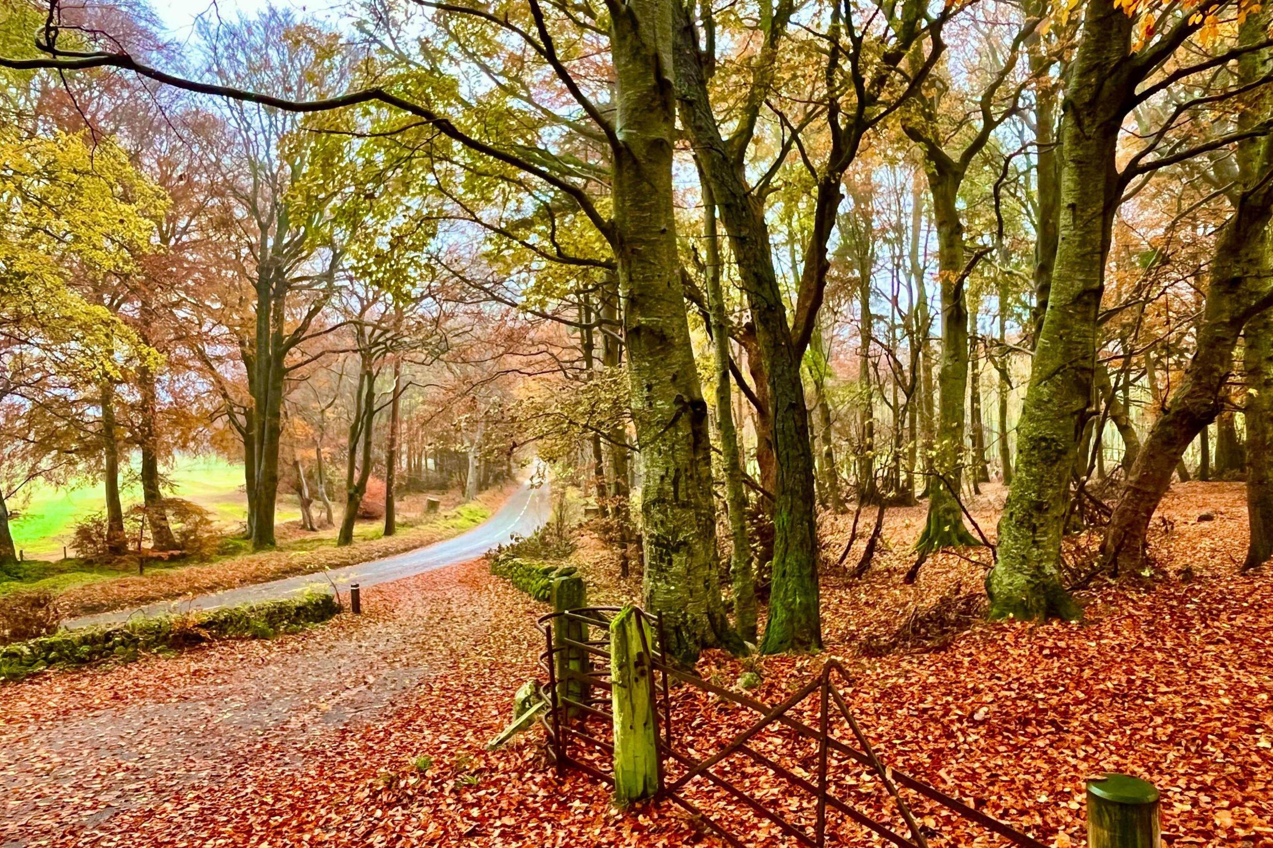 An old, rusty metal gate in an area of woodland next to a rural road. There are tall trees with green trunks and red leaves thickly cover the ground.