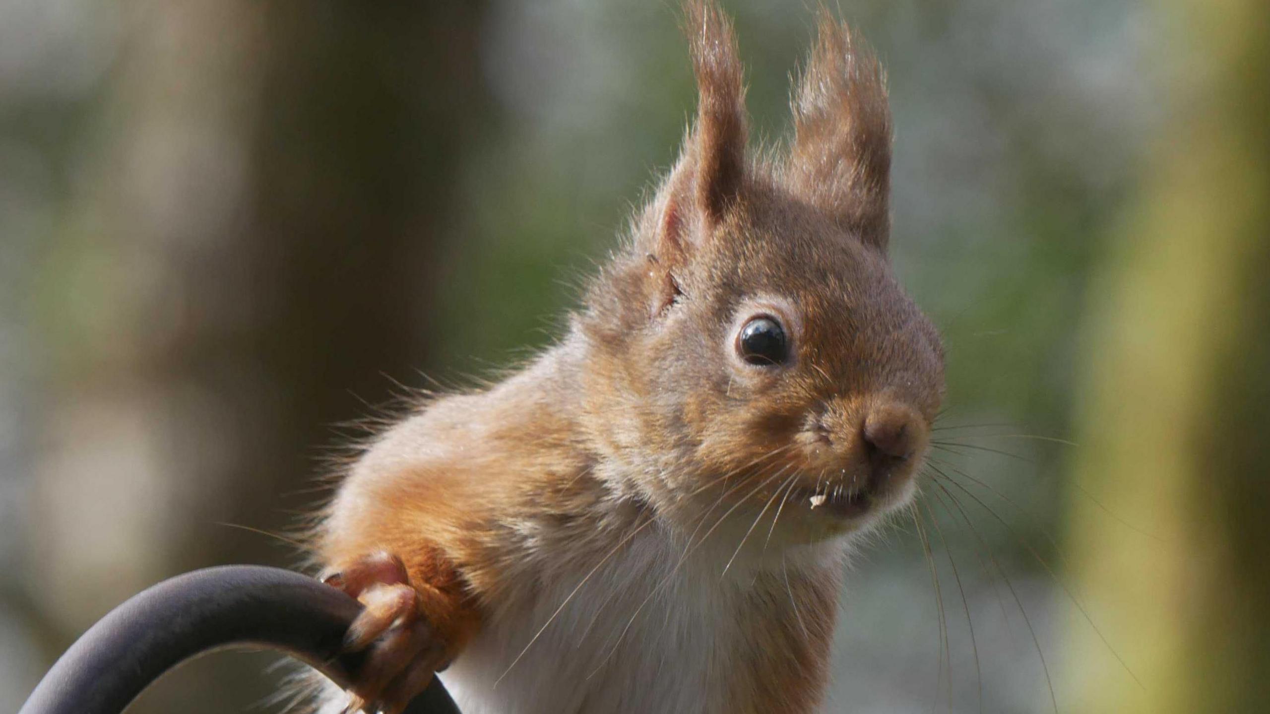 Red squirrel