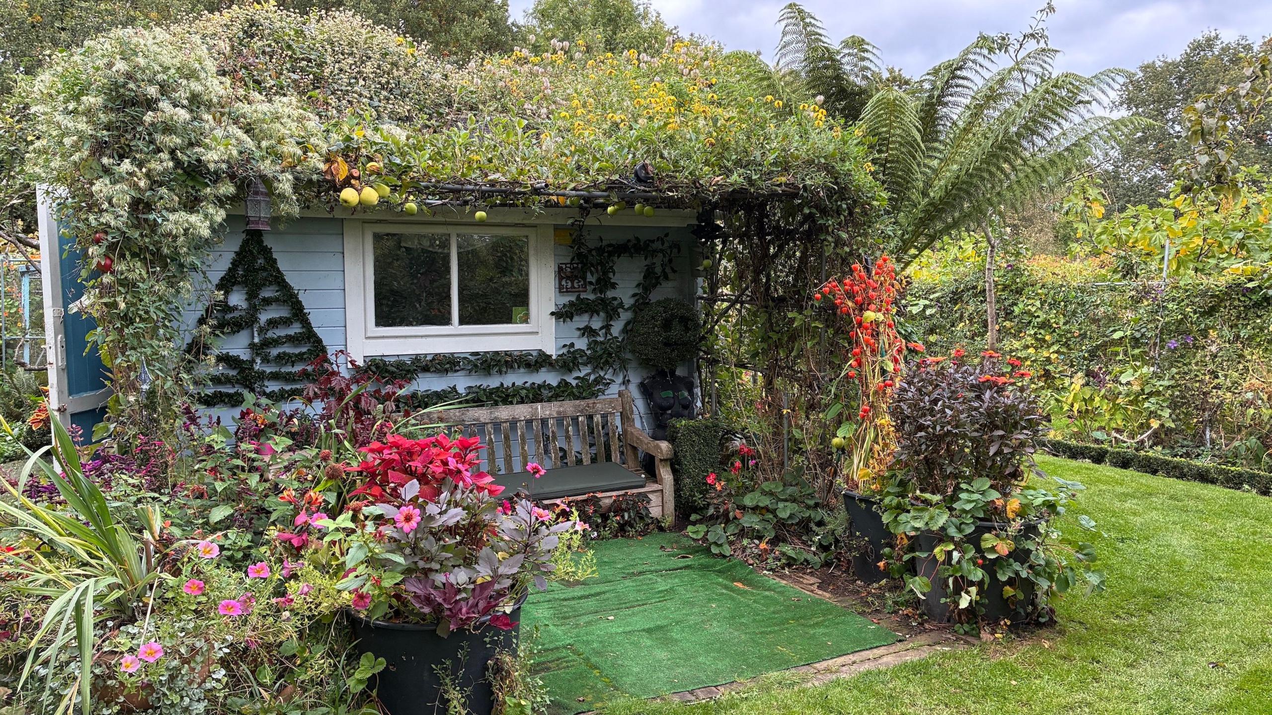 A wooden bench with is back against a blue shed. Next to the bench are dozens of plants growing in a bright array of colours. 