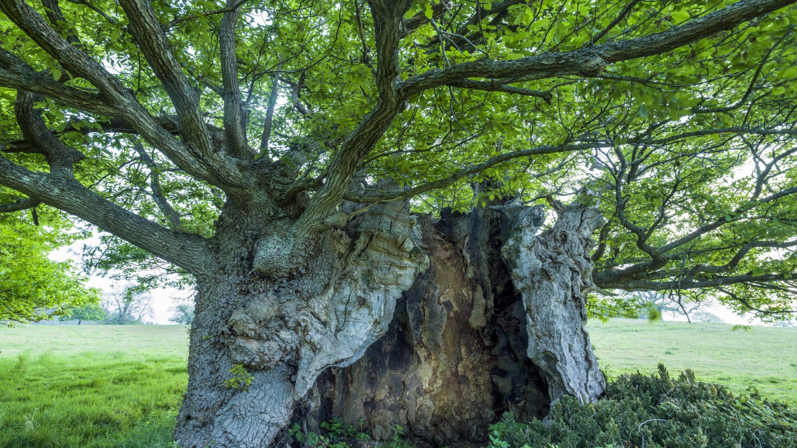 A thick oak tree with a large, squashed-looking base