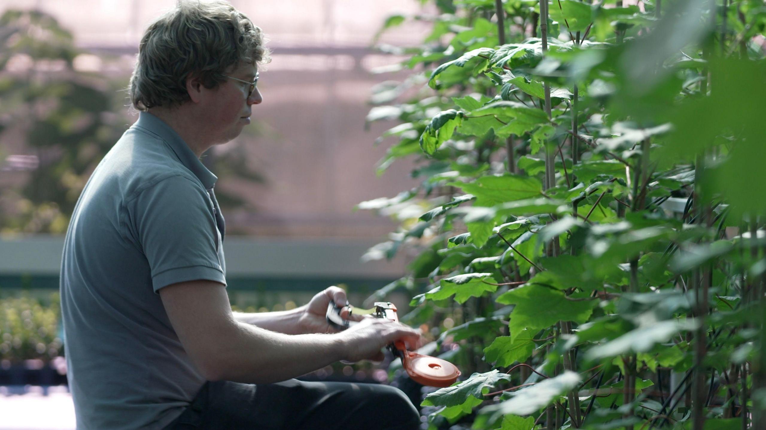 Propagator tending to saplings 