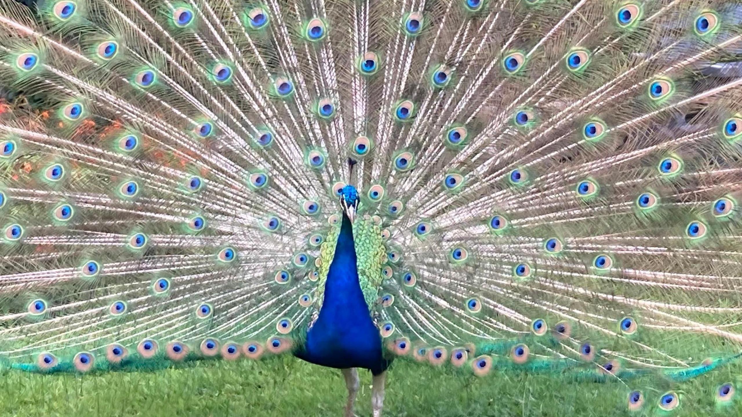 A West Berkshire peacock strutting about at Beale Wildlife Park