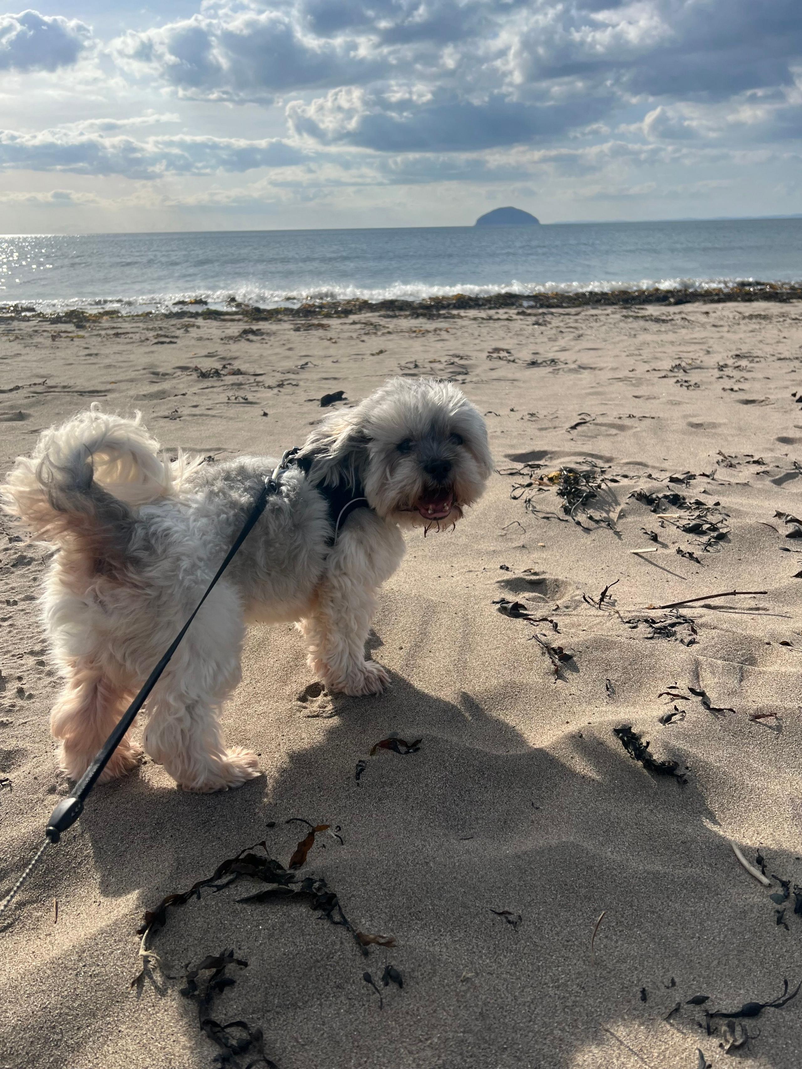 Dog on a beach with sea behind him