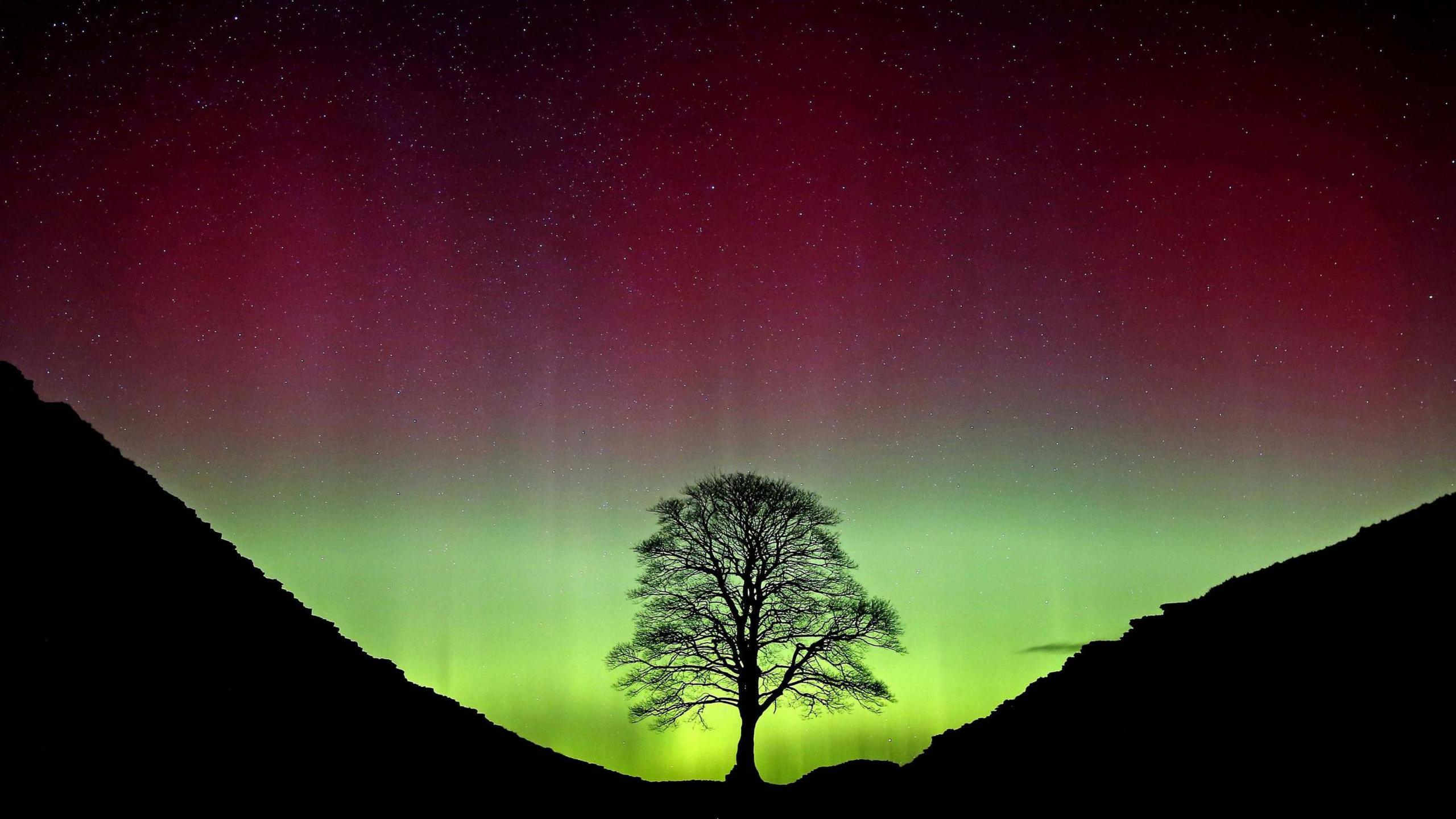 The Sycamore Gap tree stands next to Hadrian's Wall, in a dip. It is a silhouette against the black hills and green sky, lit up by the Northern Lights. 
