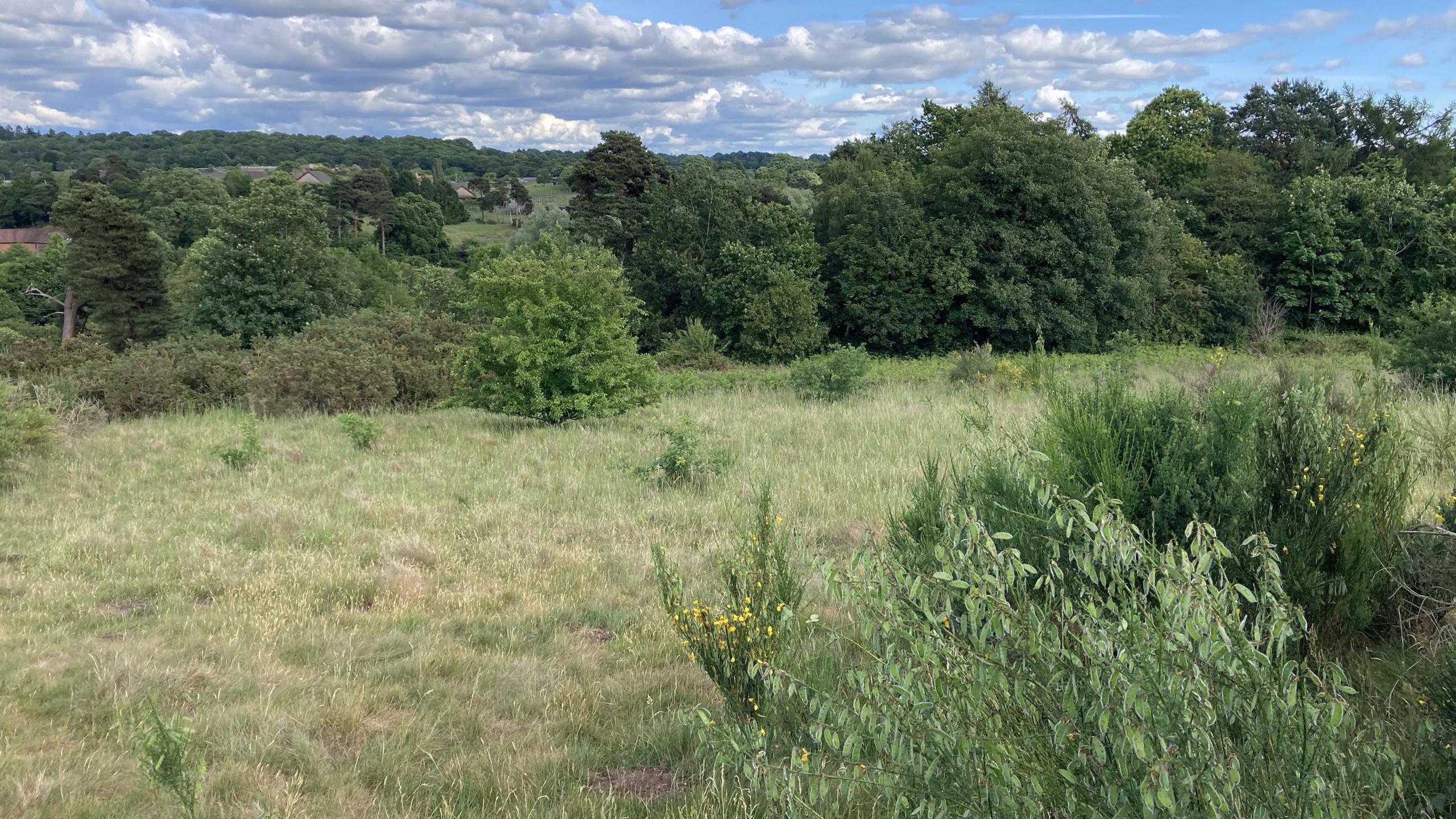 An image of large grass fields and several trees, with a cloudy skyline in the distance.