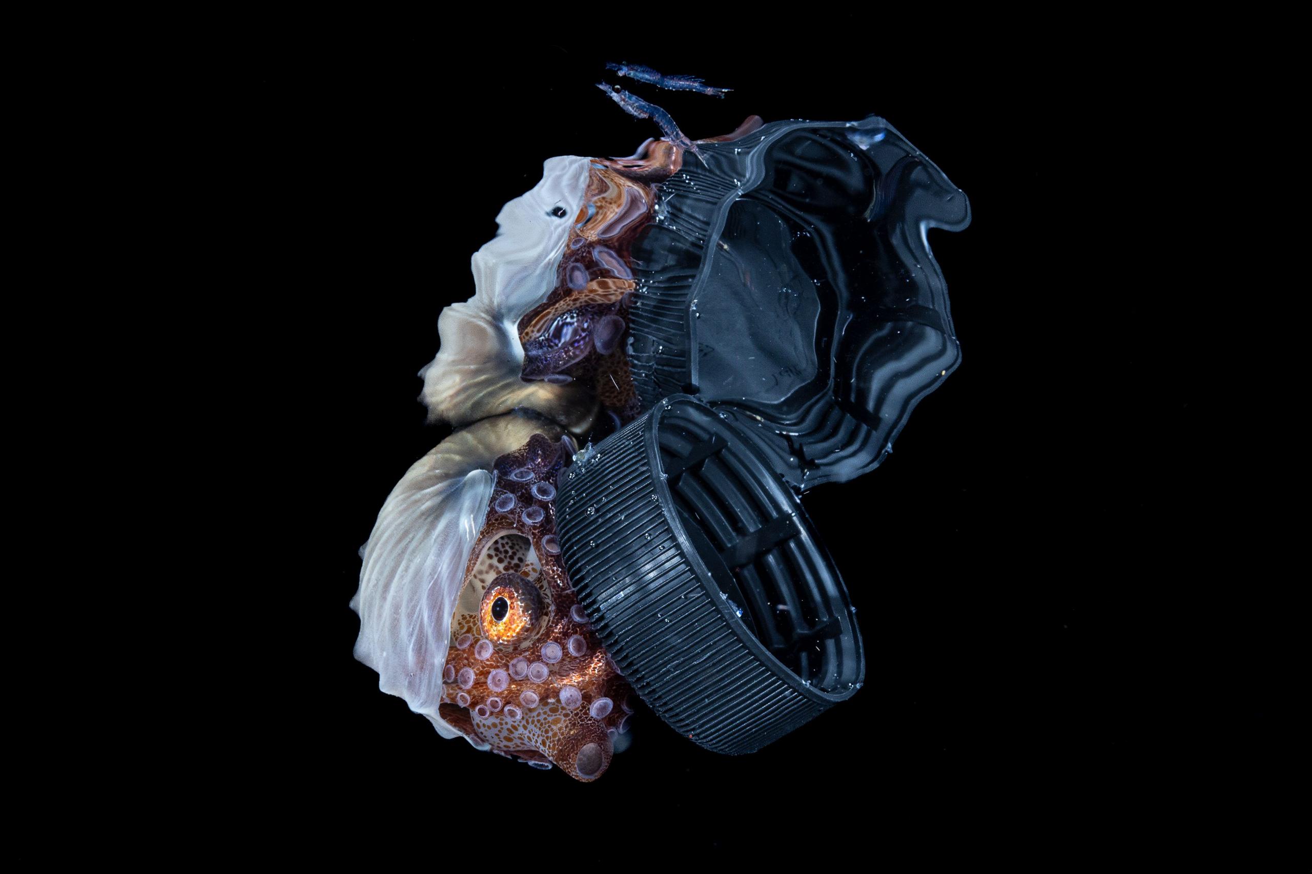 An octopus-like creature on a black plastic bottle top