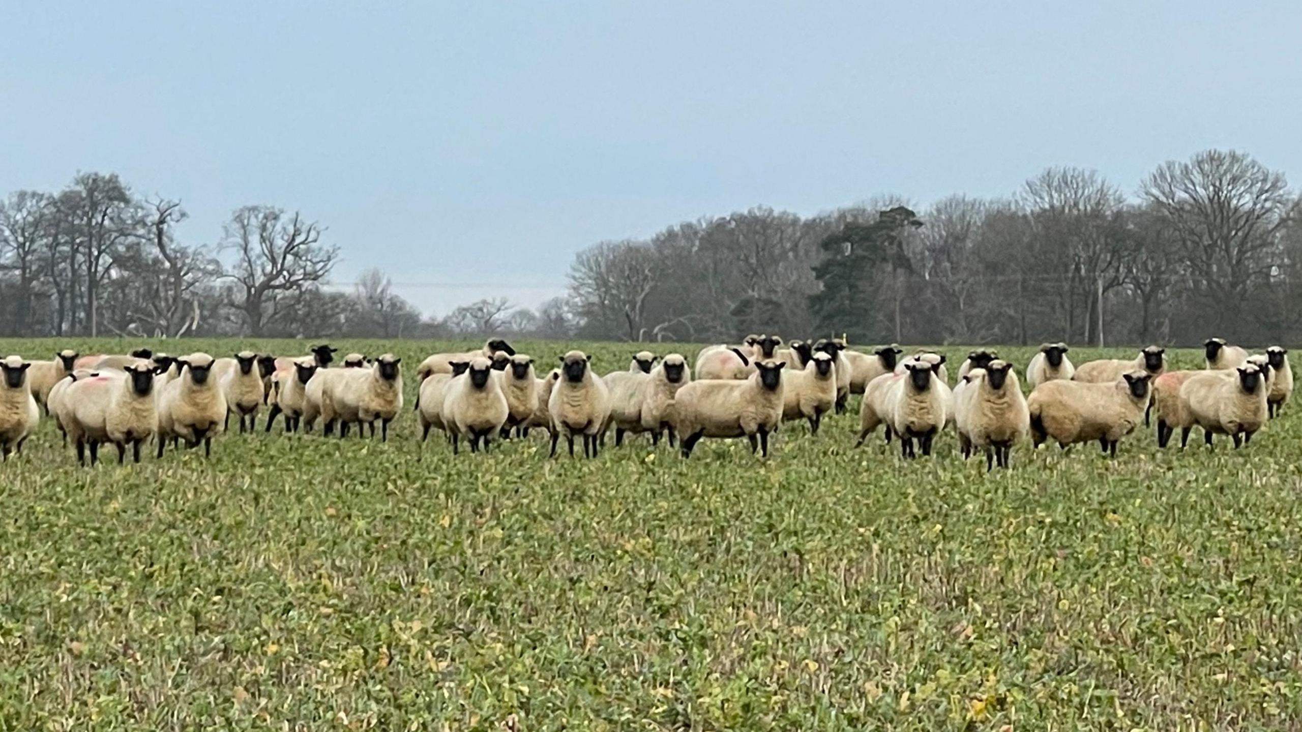 A flock of sheep outside in a field. 