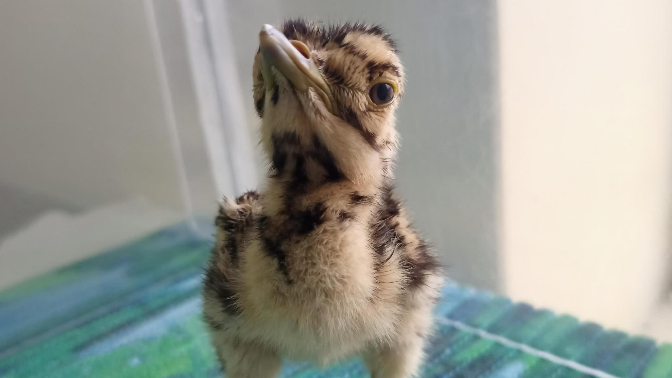 A great Indian bustard chick photographed at the breeding centre