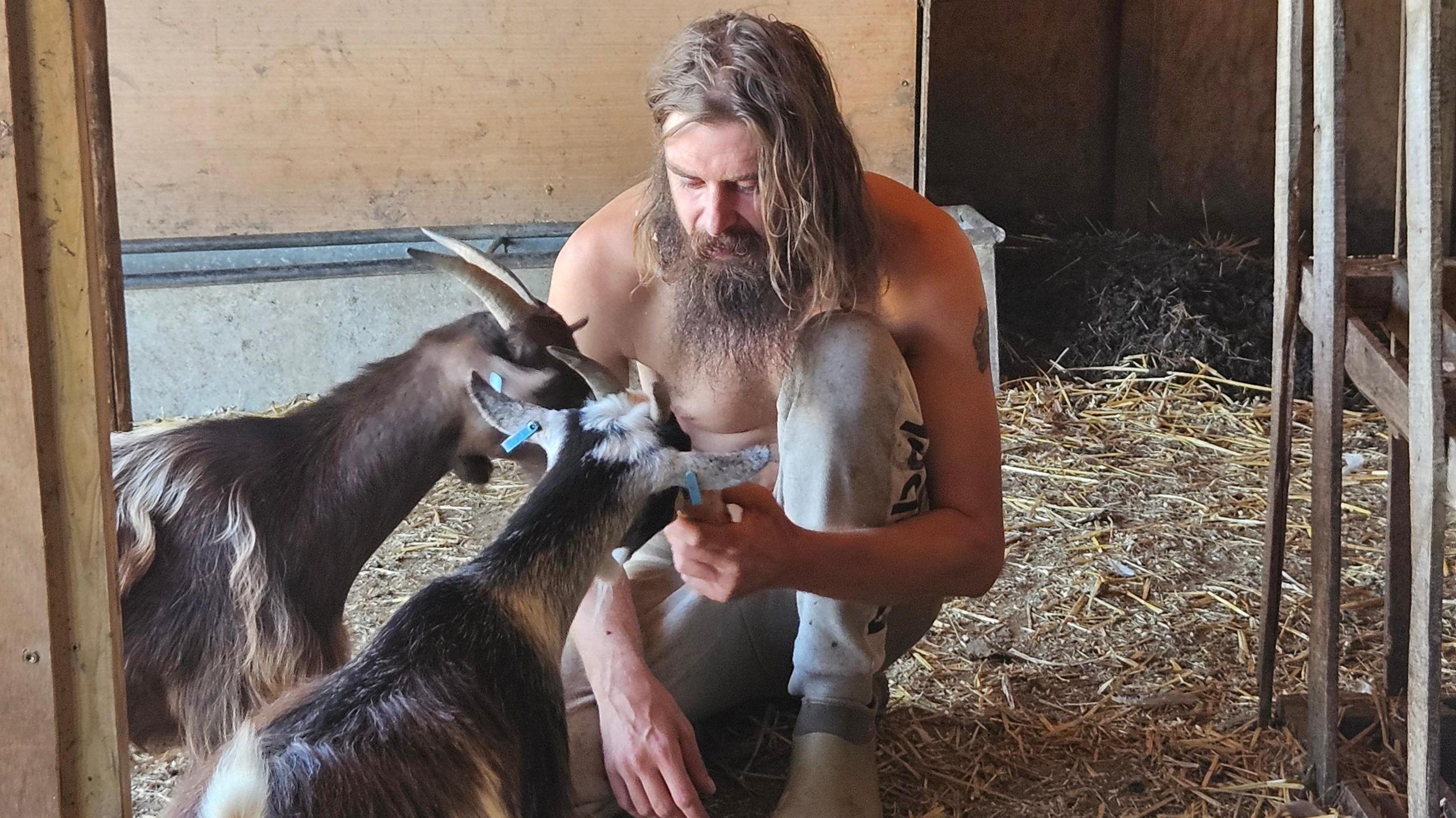 A man in a shed with two goats