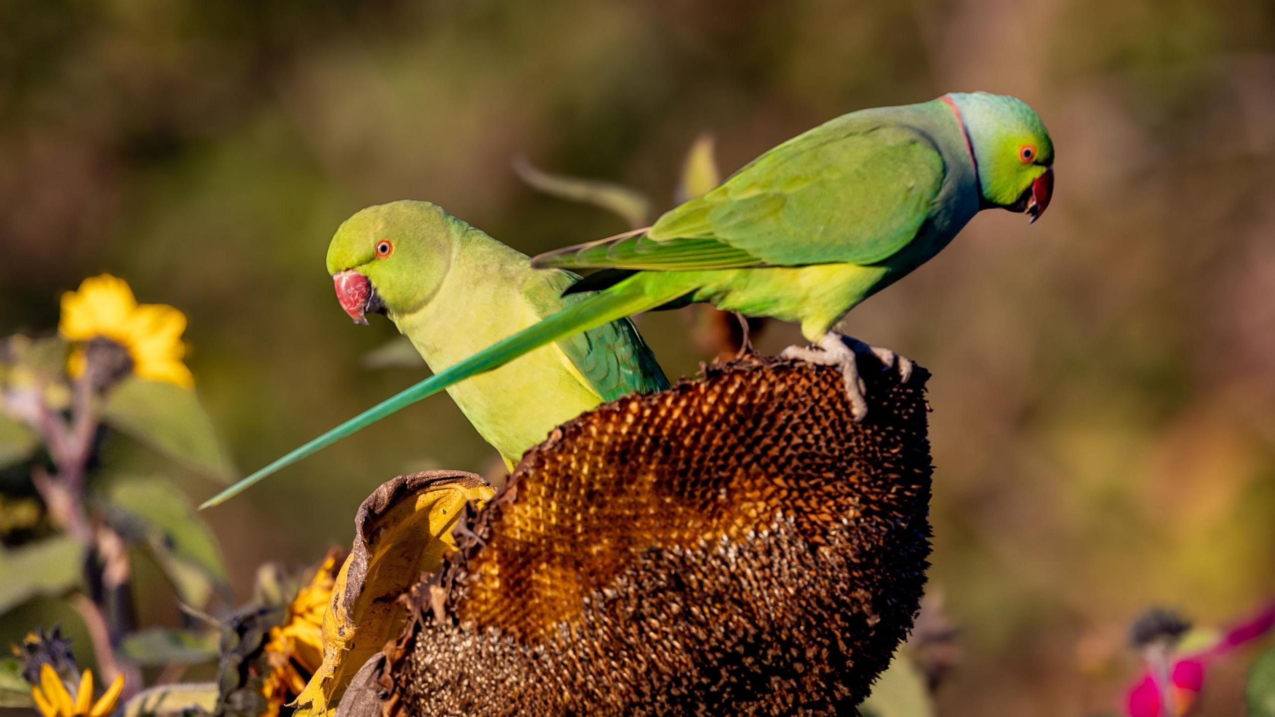 Two colourful birds perching on the head of a sunflower