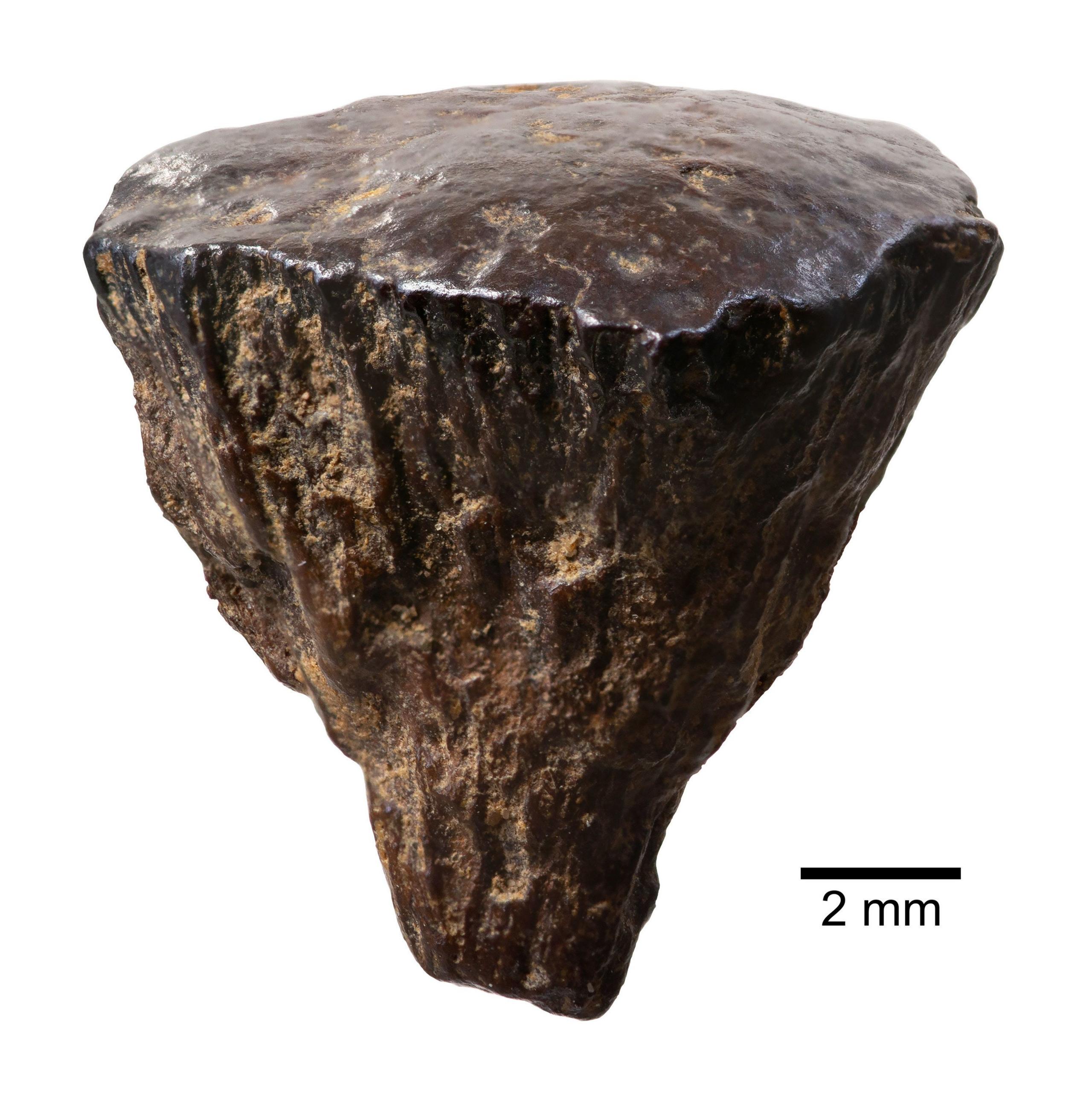 A fragment of iron pyrite discovered at Barnham, Suffolk