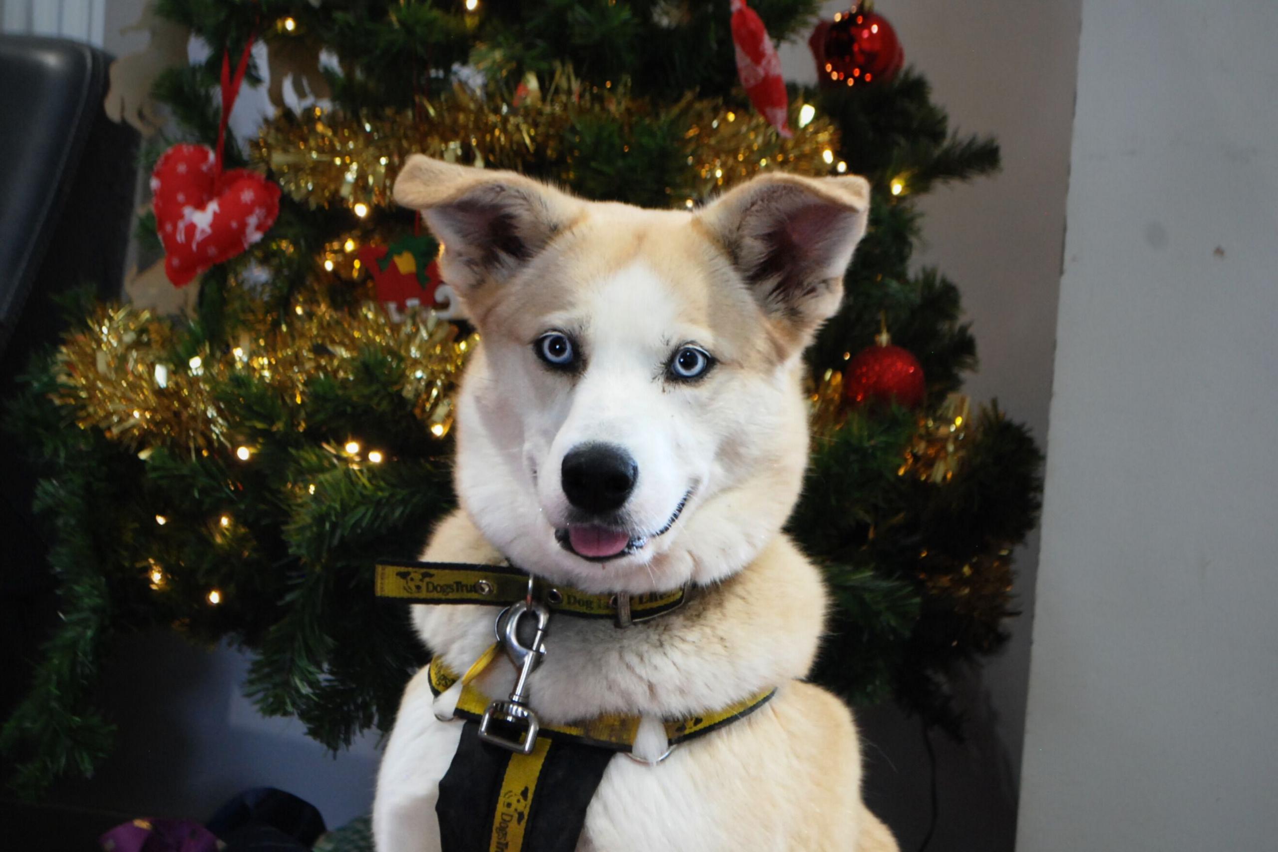 Sky is a Pomeranian husky. She is sitting in front of a Christmas Tree. The tree is decorated with  gold tinsel and has red ornaments on it.