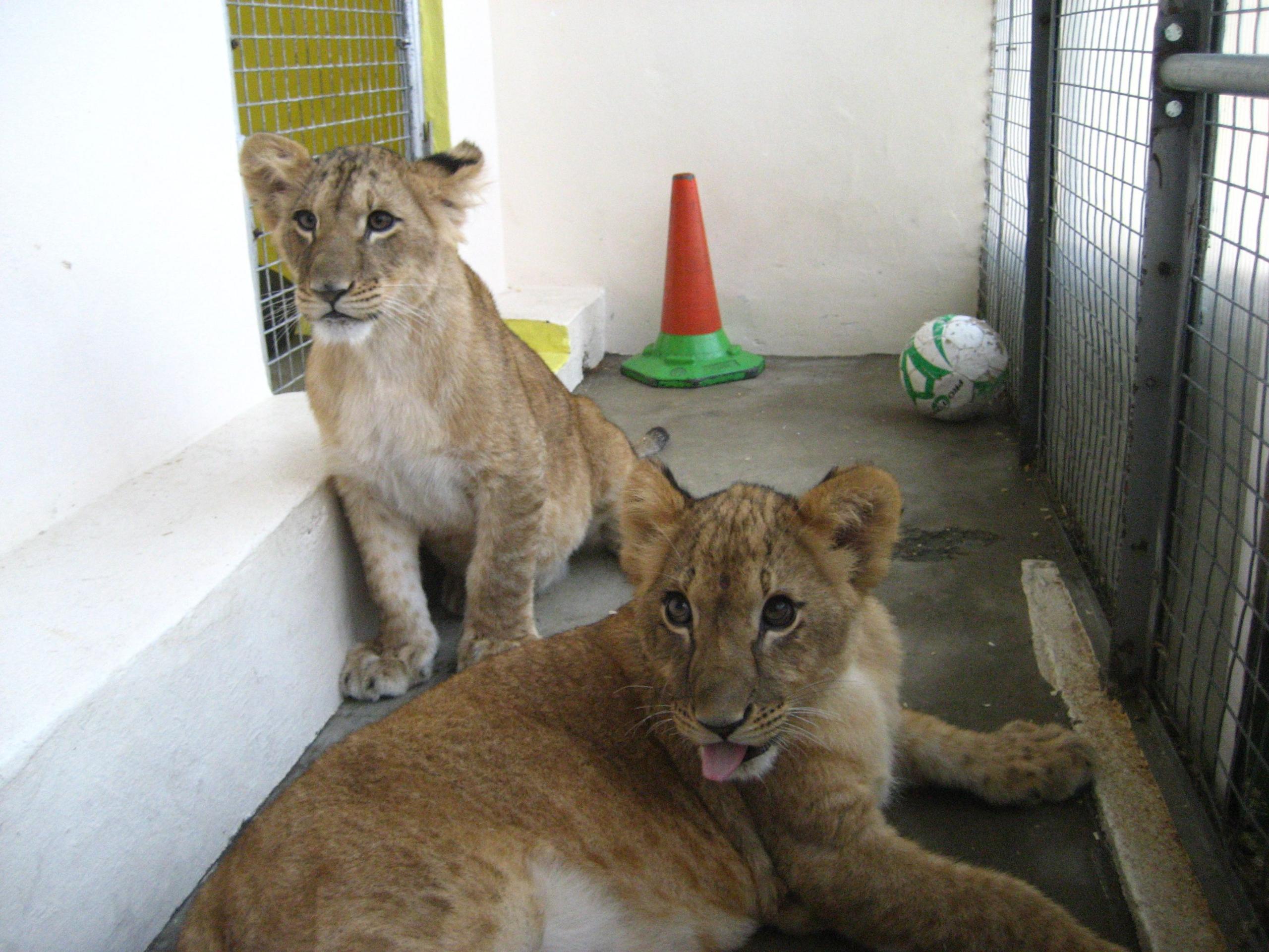 Lion cubs