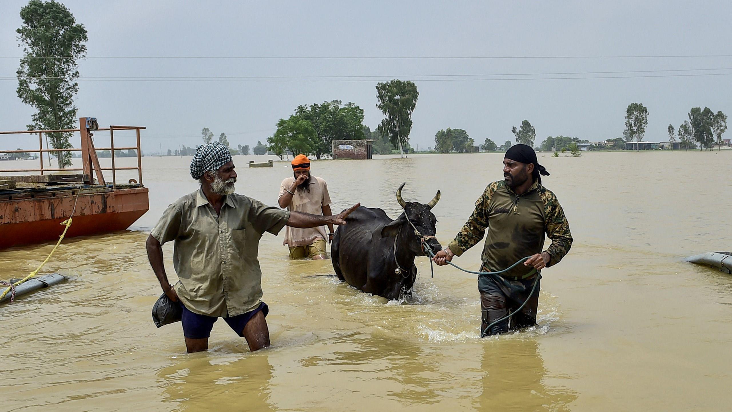 Local men along with Indian Army personnel rescue their cattle through the flooded waters of the Beas river at Baoopur village in the Kapurthala district of India's Punjab state on August 29, 2025