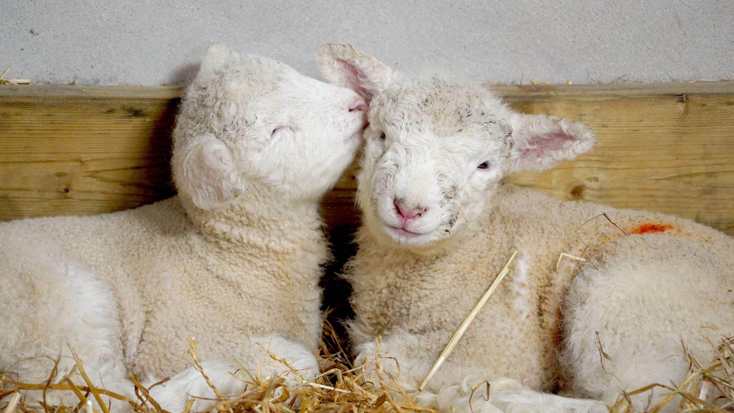 Two lambs lie on straw at Noah's Ark Zoo Farm near Bristol. One is nuzzling the ear of the other. They are very young lambs and have white faces and cream-coloured wool.