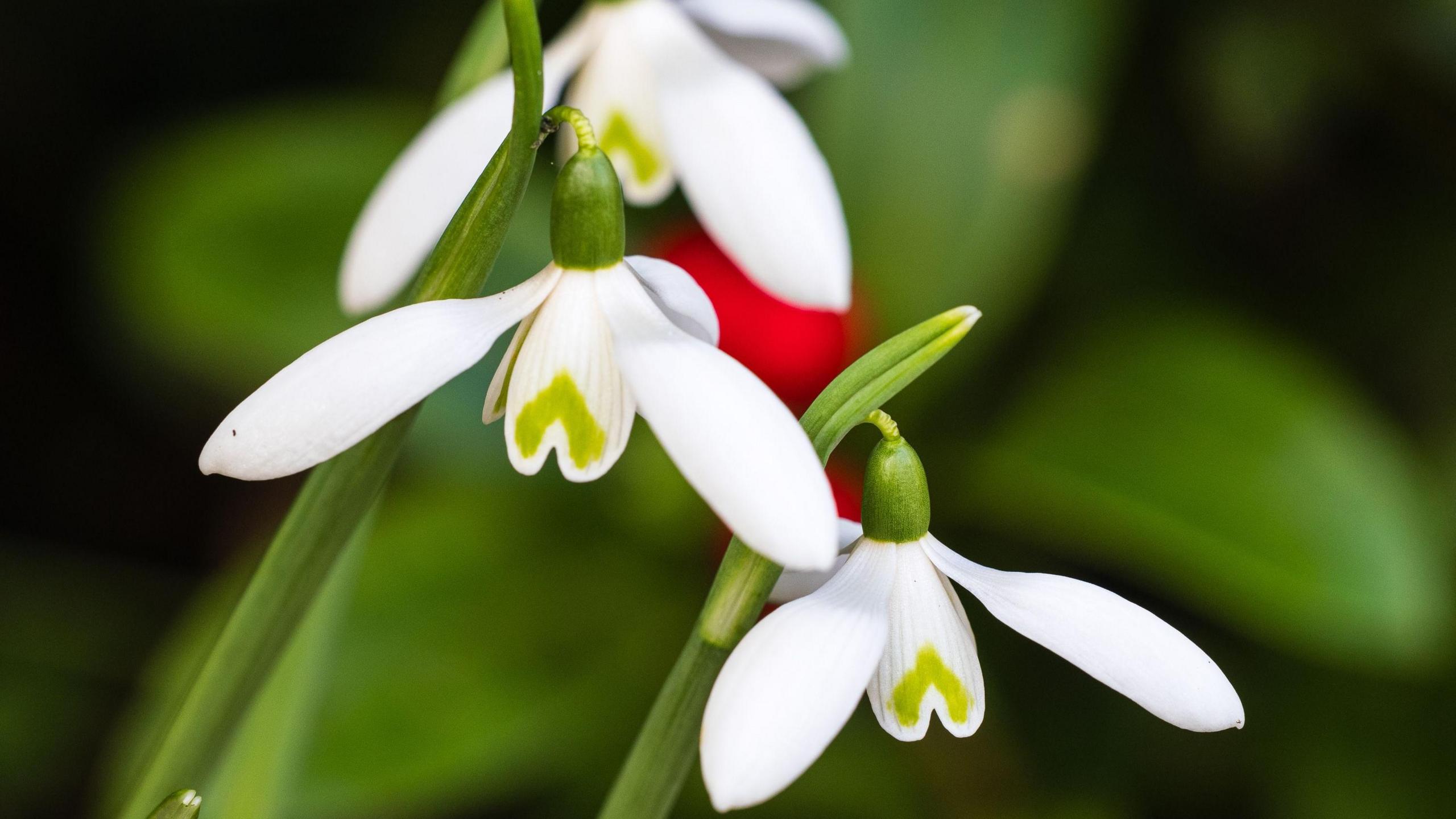 Three white flowers on a tall green stem with 3 petals opening outwards, and the flower facing downwards. One leaf on each flower has a green heart-shaped detail.