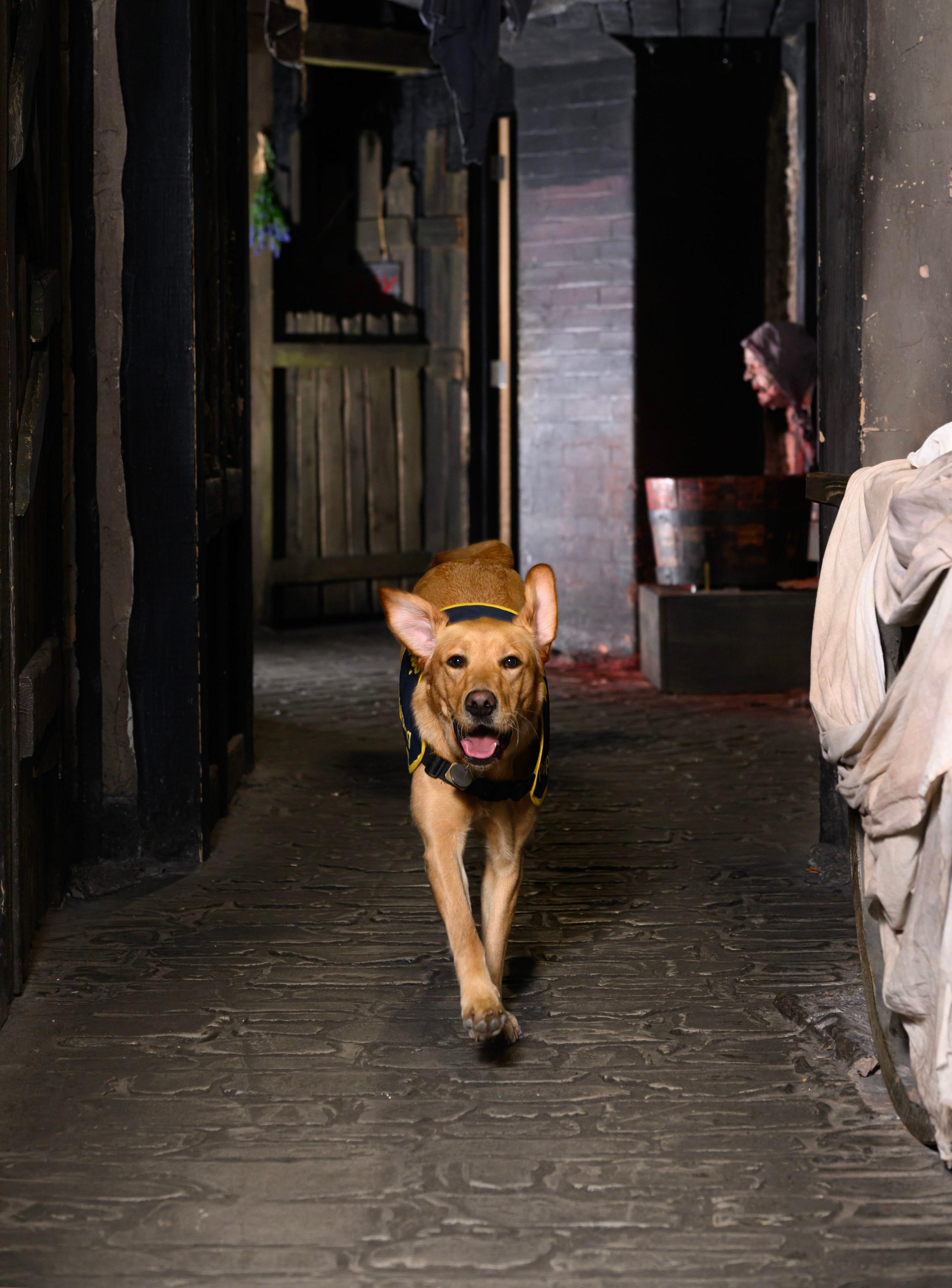 Guide dog running down corridor