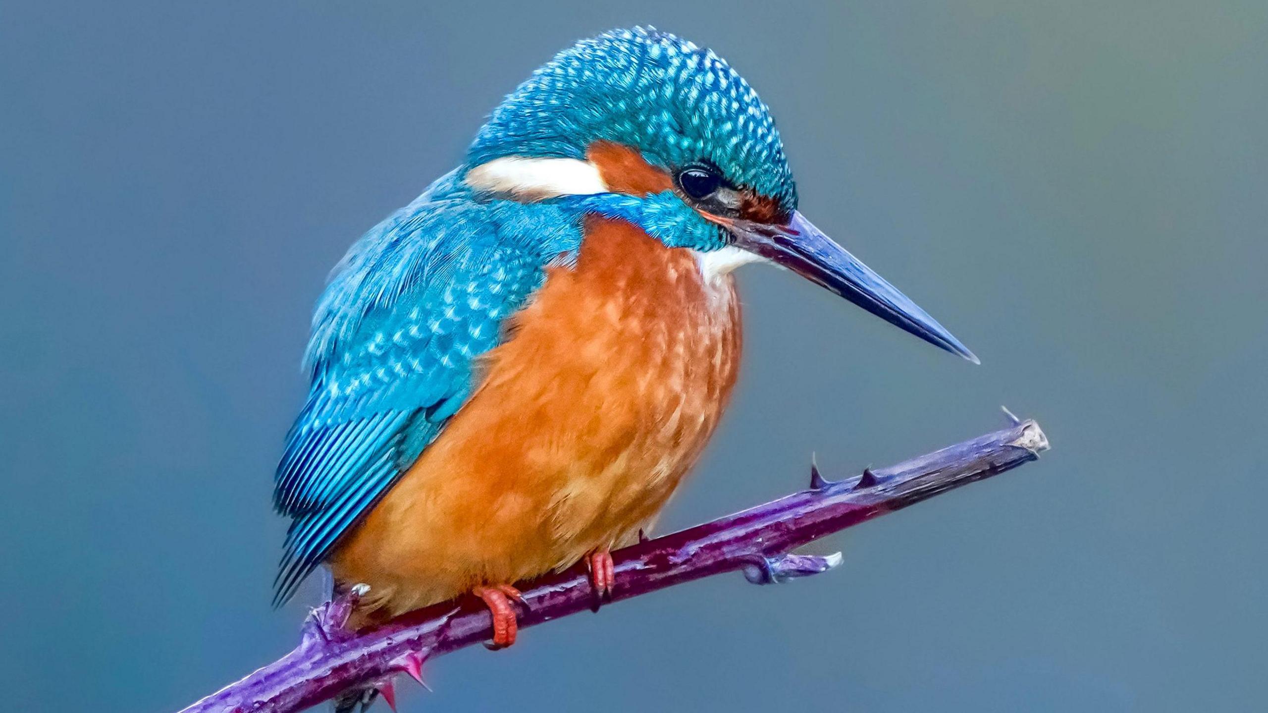 A kingfisher sits on a branch looking down. Its feathers are a mixture of dark orange and light blue