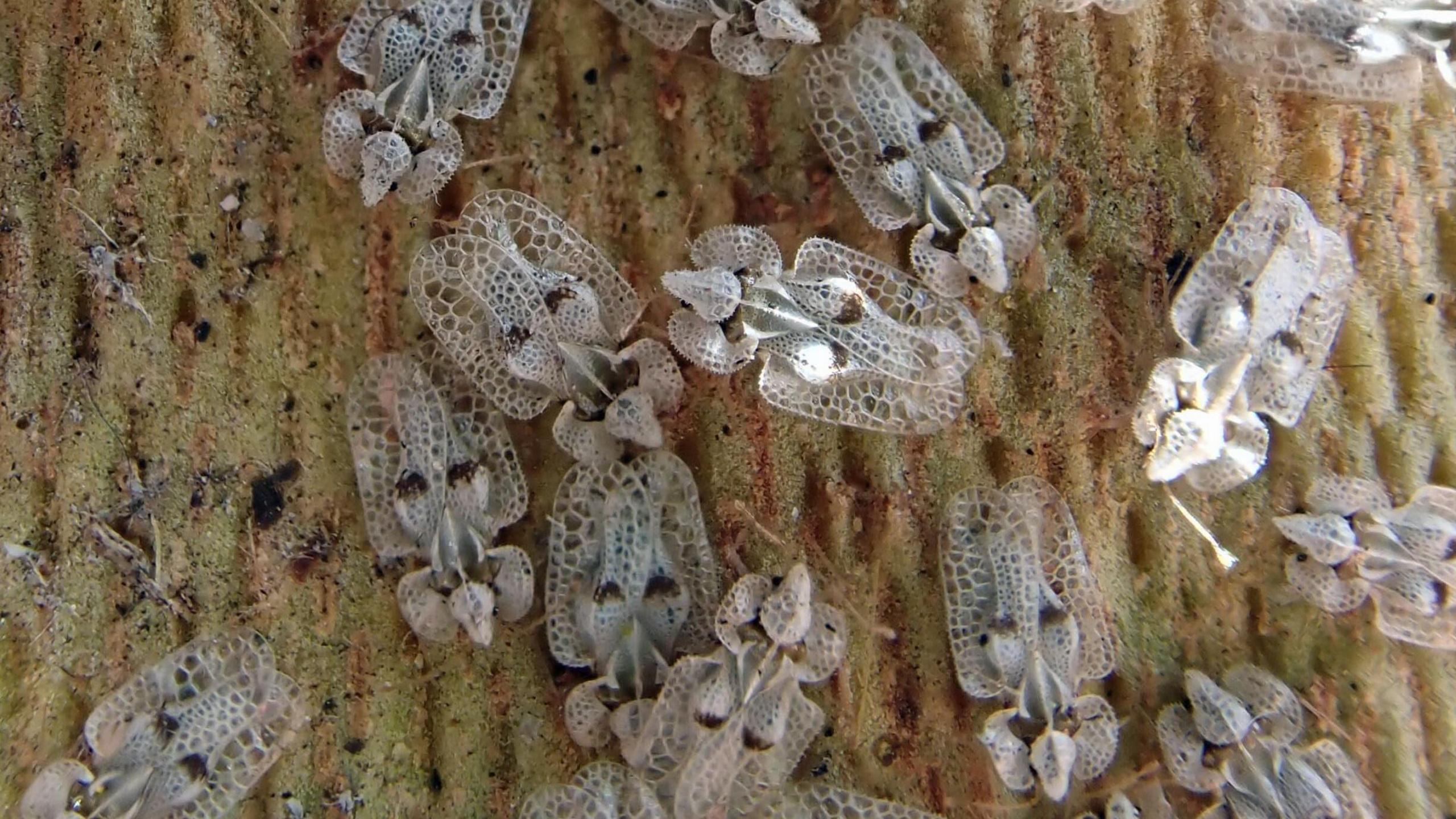 Multiple plane lace bugs on plane tree