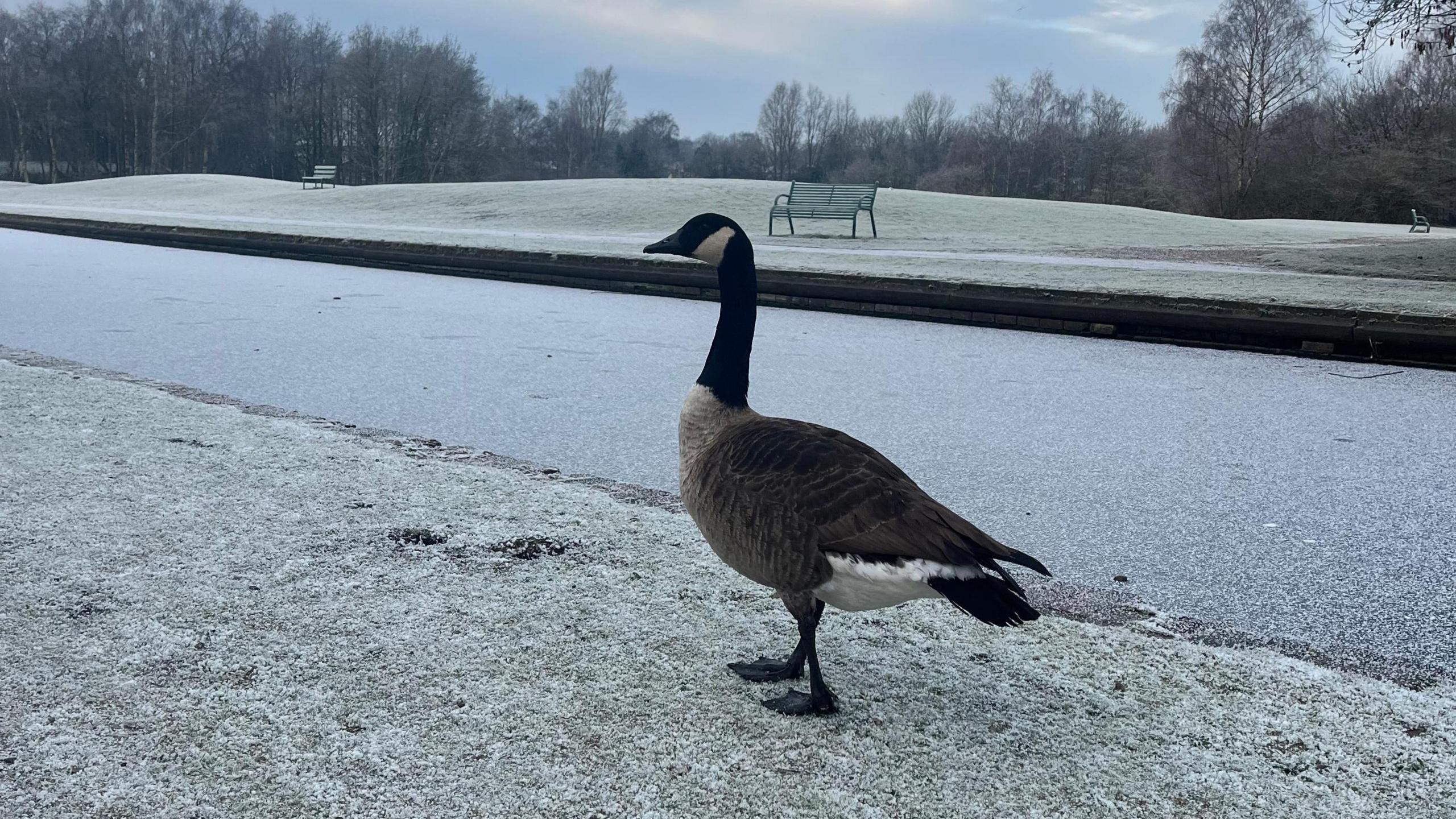 A goose stands on frost-covered grass next to a frozen water way. A couple of green benches can be seen on the other side of the water with trees behind them in the distance.