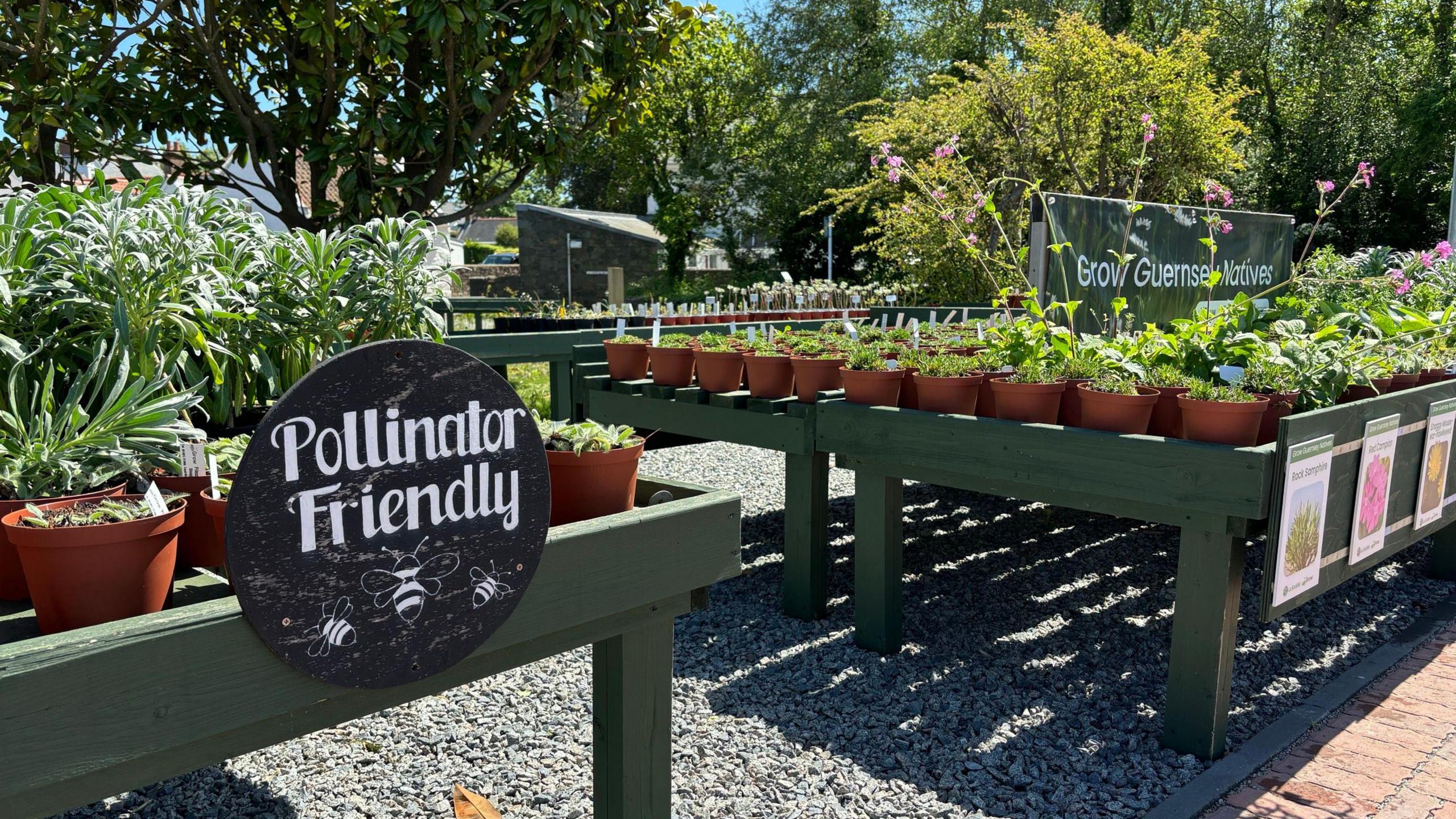 Plants for sale in Guernsey