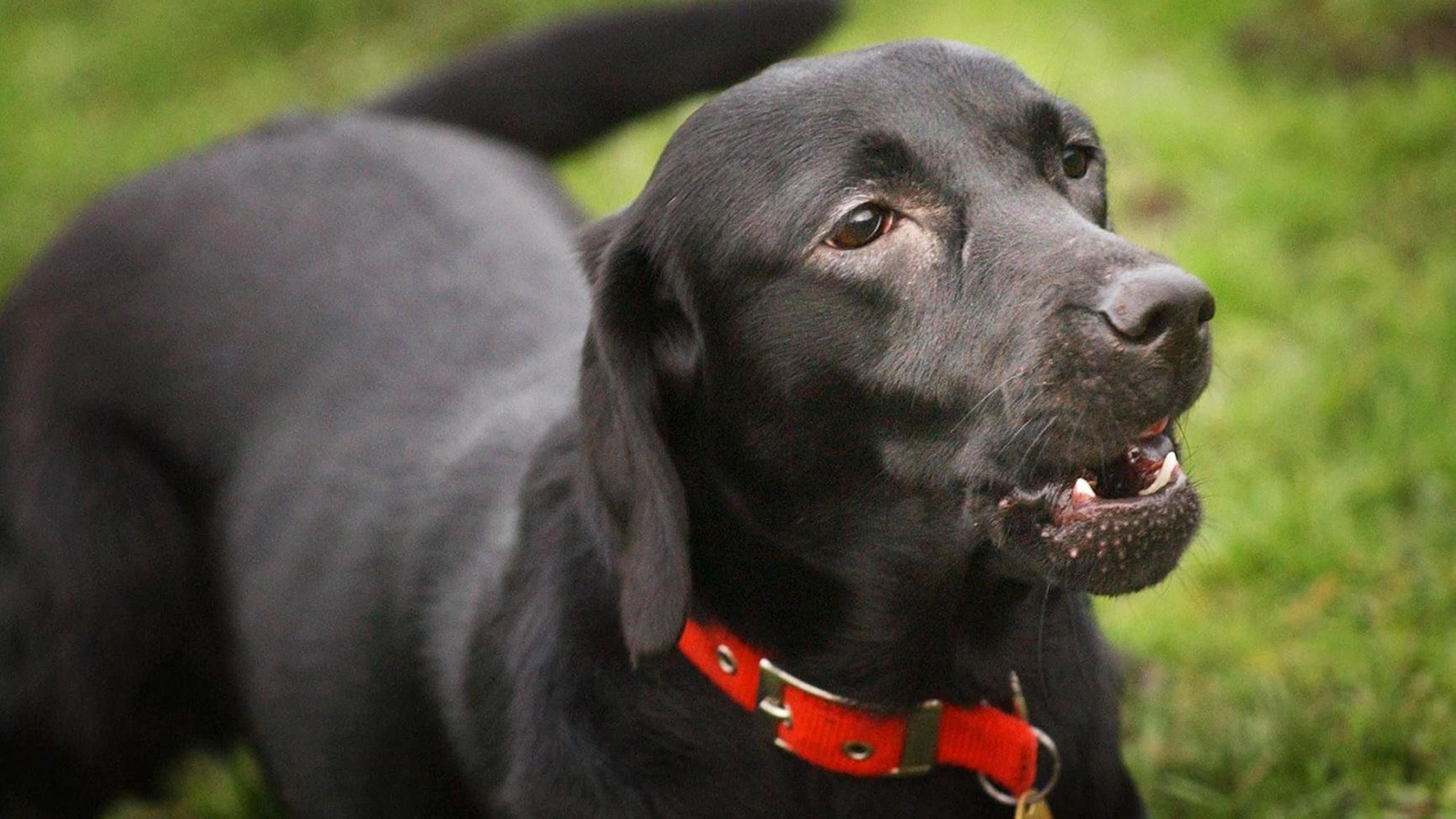 A black dog stands facing the right, wearing a red collar with grass seen in the background. 