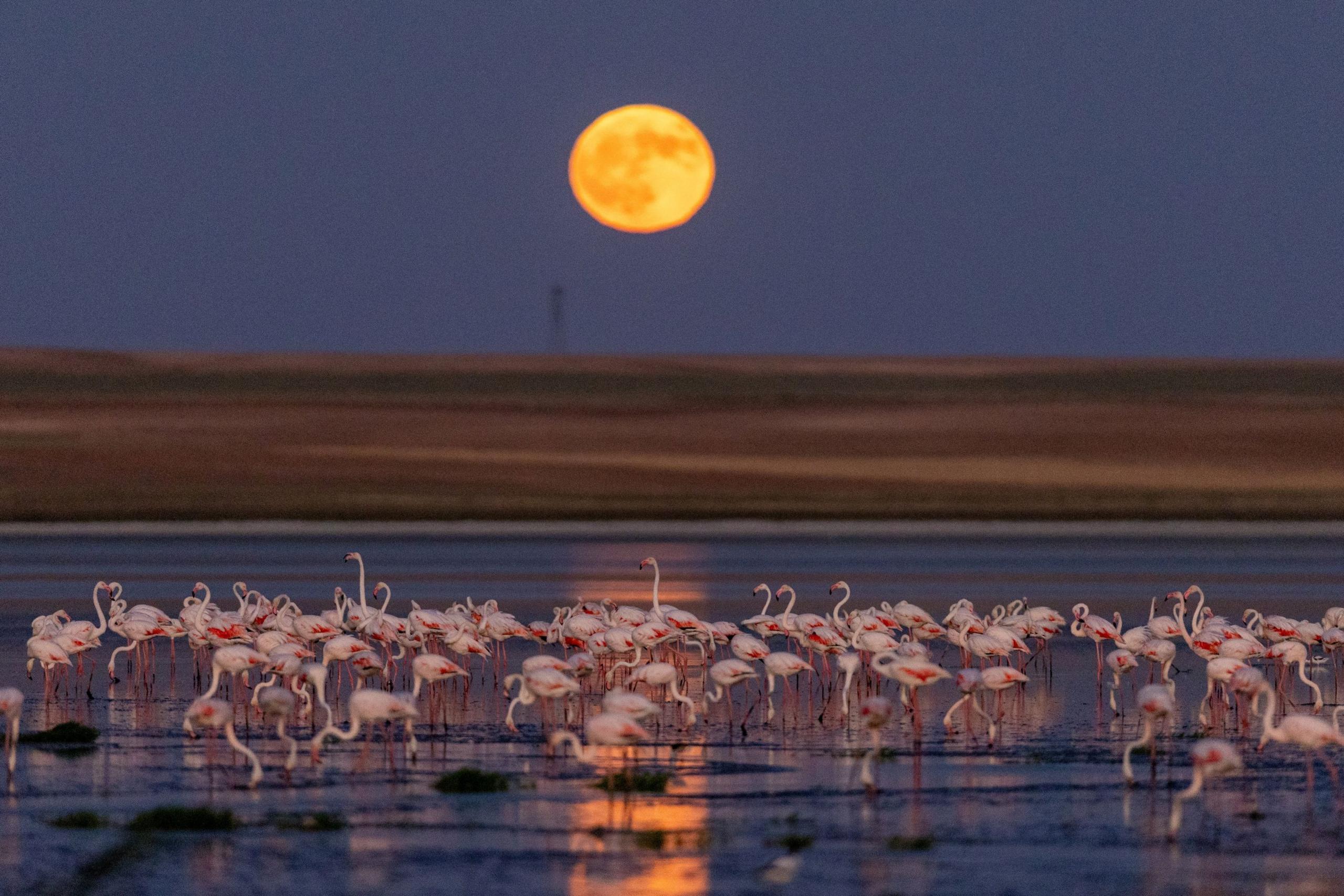 Flamingos at Duden Lake as a full moon rises over Kulu district of the central Konya Province. 