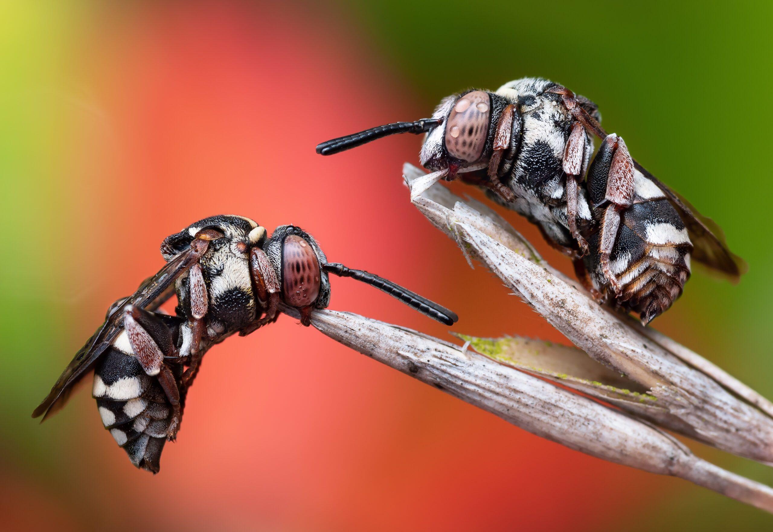 Two cuckoo bees resting on a blade of grass